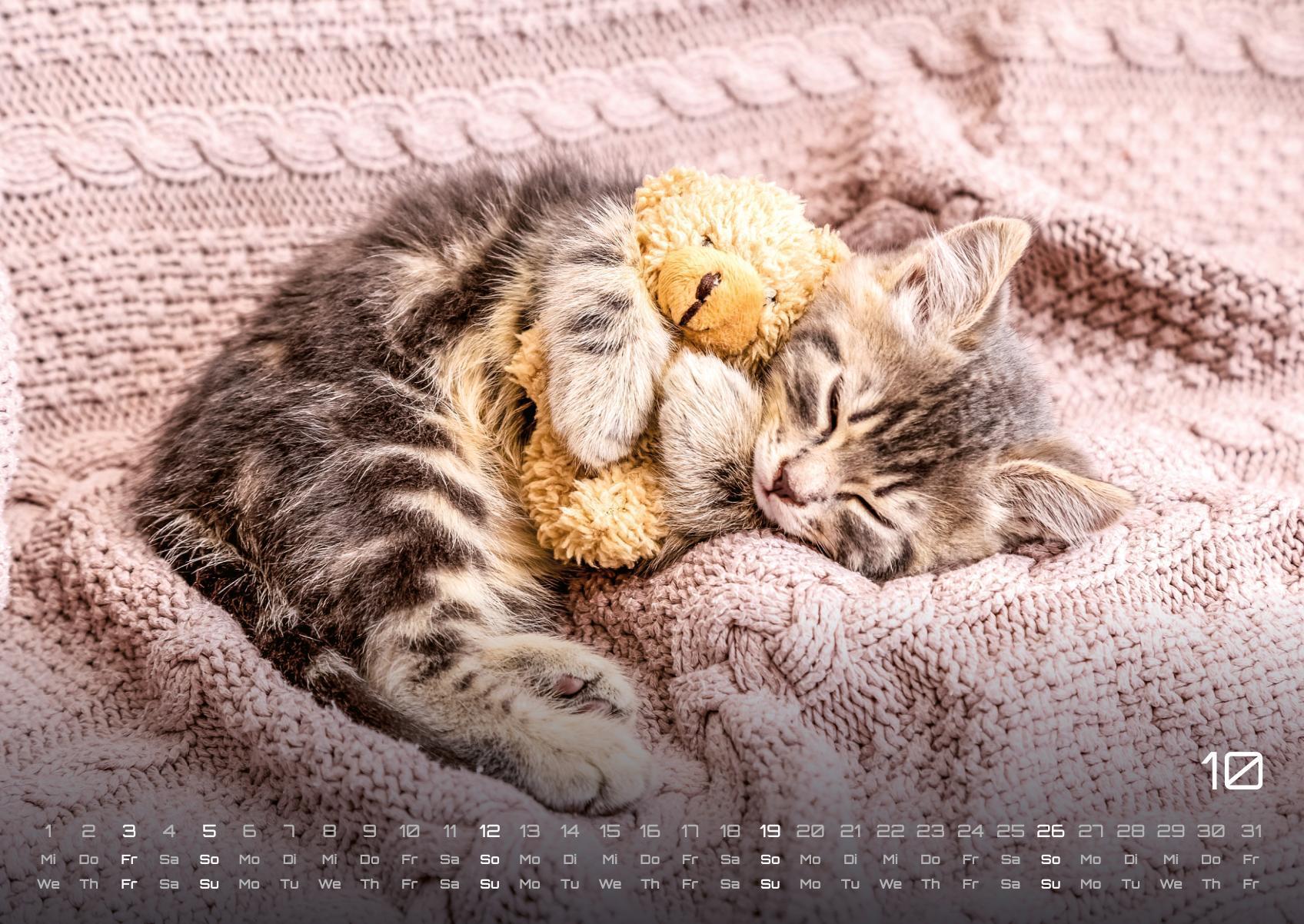 Beispielinhalt (Bild) Miau Kids - kleine Tiger ganz groß - Der Katzenkalender - 2025 - Kalender DIN A2