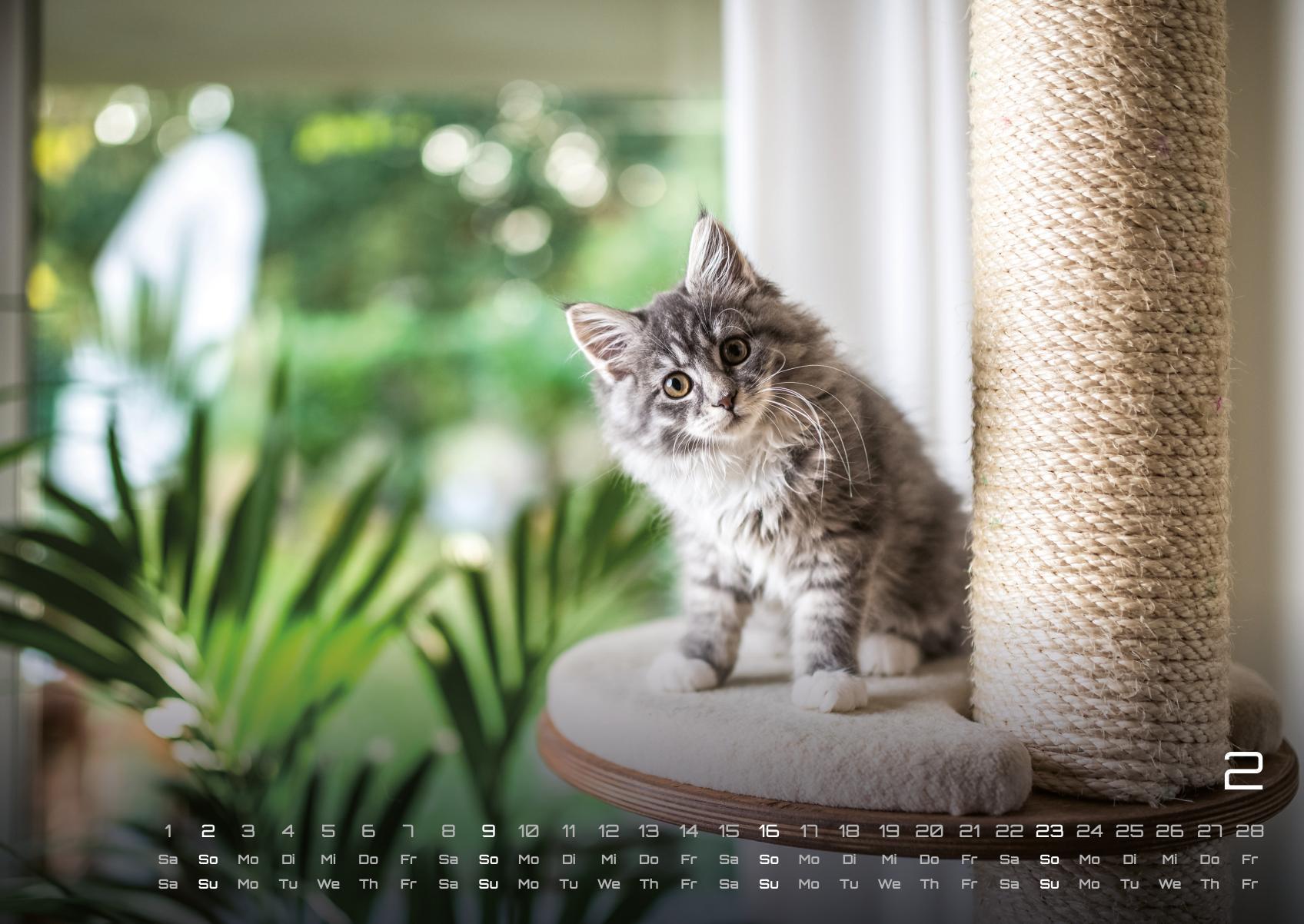 Beispielinhalt (Bild) Miau Kids - kleine Tiger ganz groß - Der Katzenkalender - 2025 - Kalender DIN A2