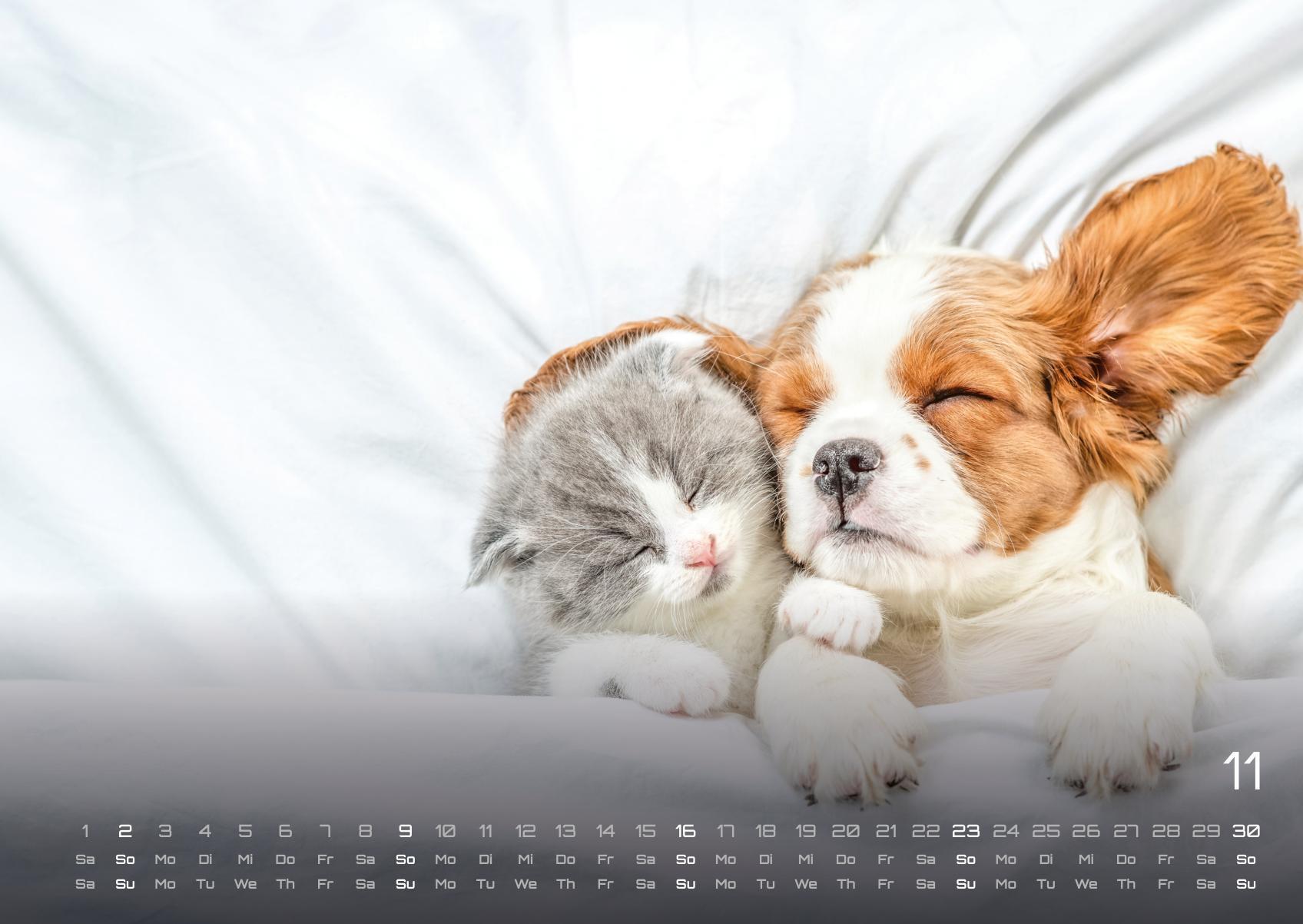 Beispielinhalt (Bild) Miau Kids - kleine Tiger ganz groß - Der Katzenkalender - 2025 - Kalender DIN A2