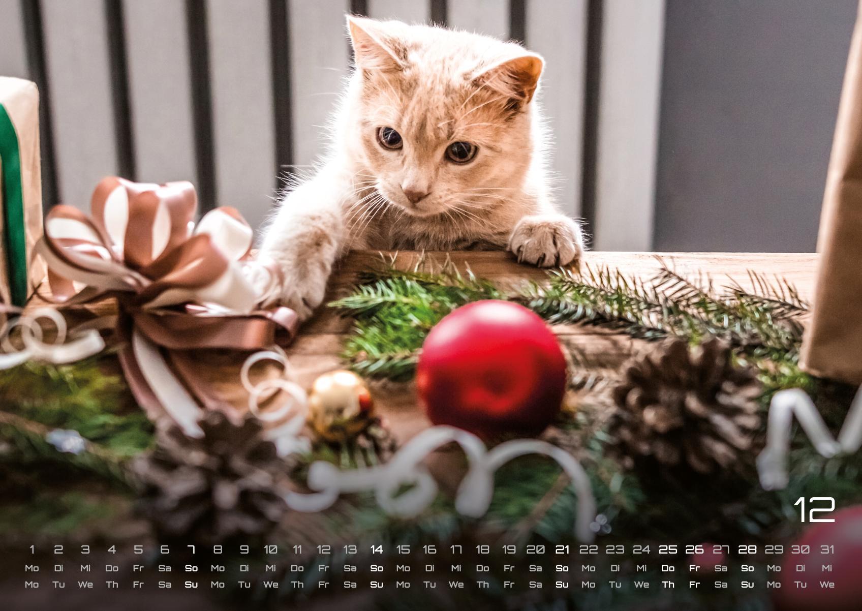 Beispielinhalt (Bild) Miau Kids - kleine Tiger ganz groß - Der Katzenkalender - 2025 - Kalender DIN A2
