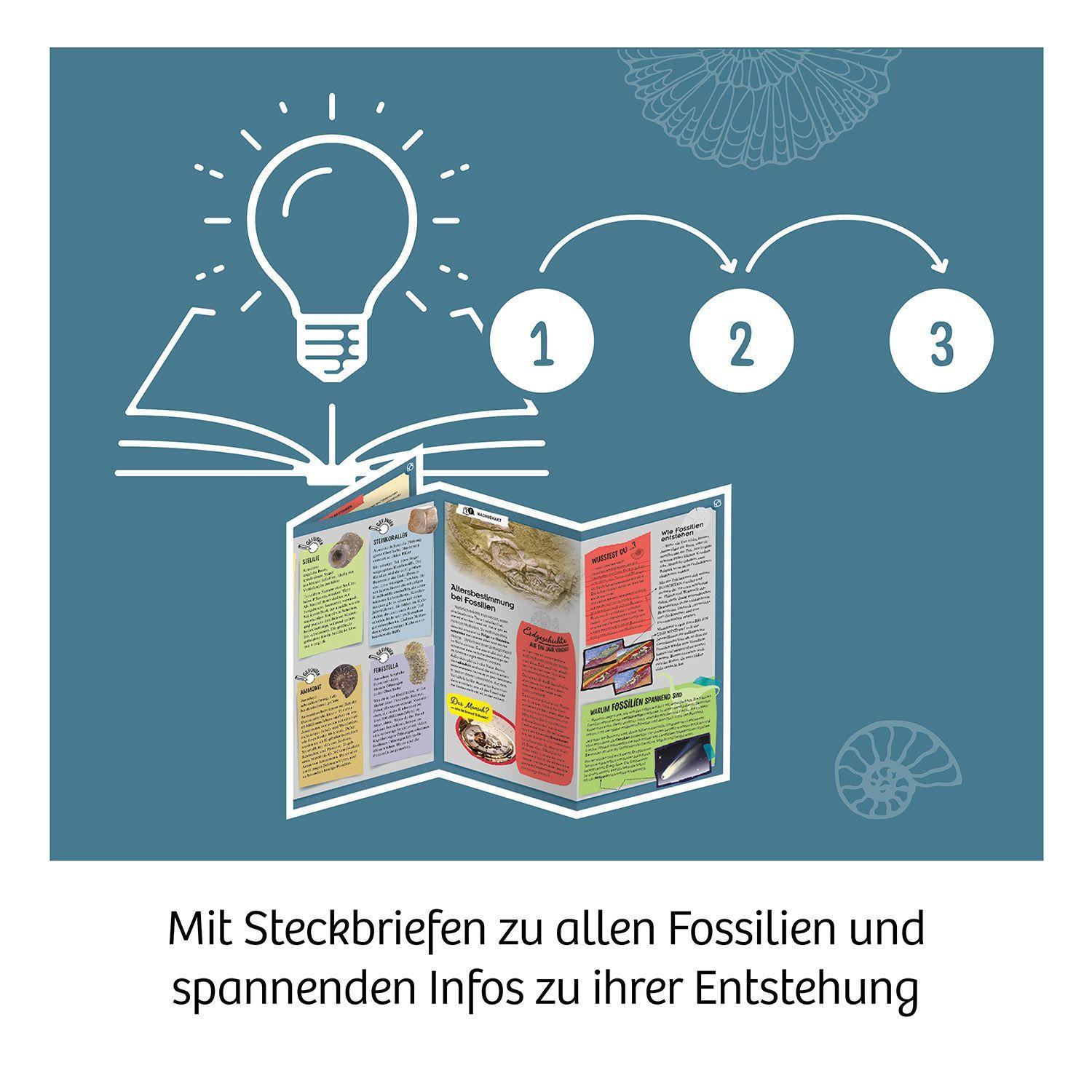 Beispielinhalt (Bild) Fossilien