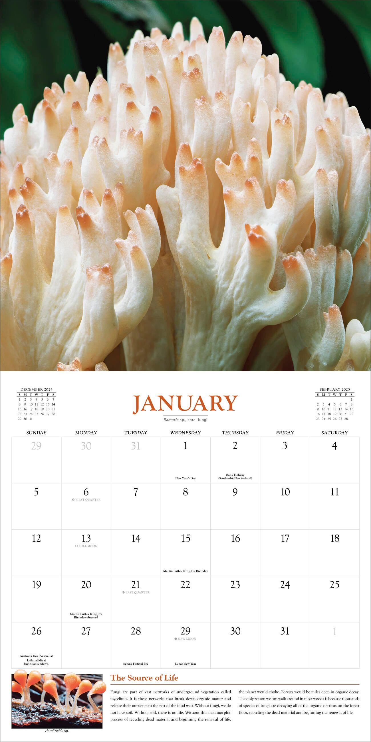 Beispielinhalt (Bild) Fantastic Fungi Wall Calendar 2025