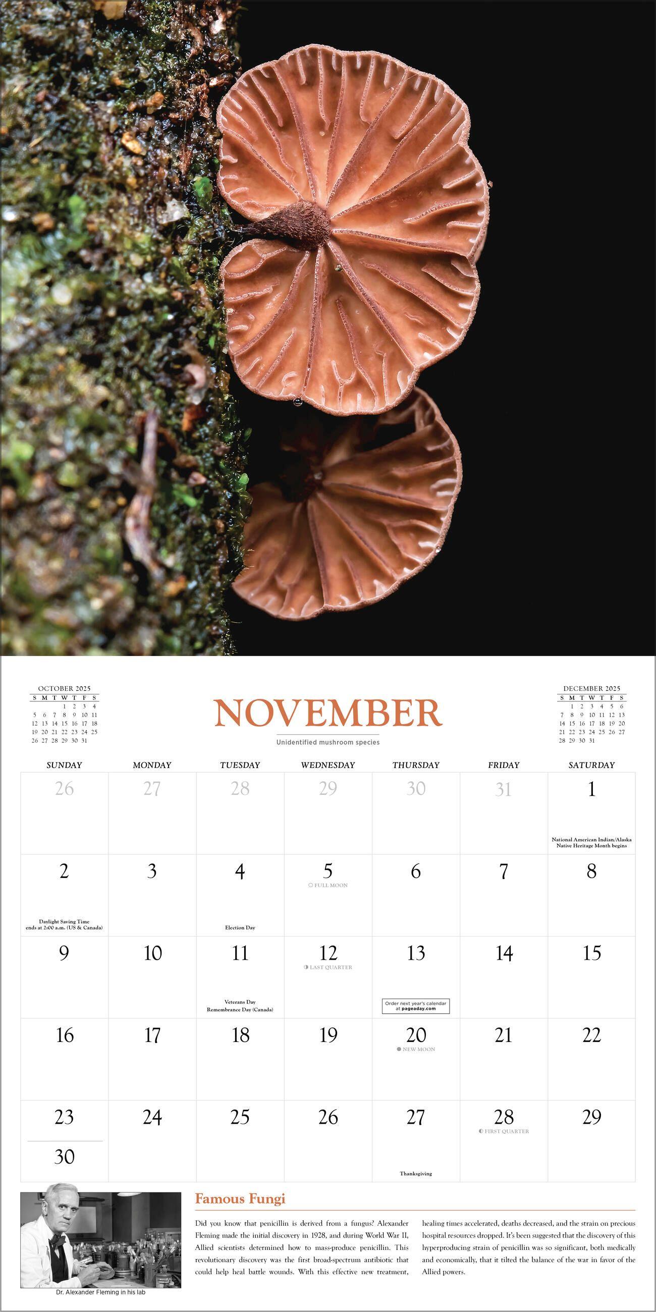 Beispielinhalt (Bild) Fantastic Fungi Wall Calendar 2025