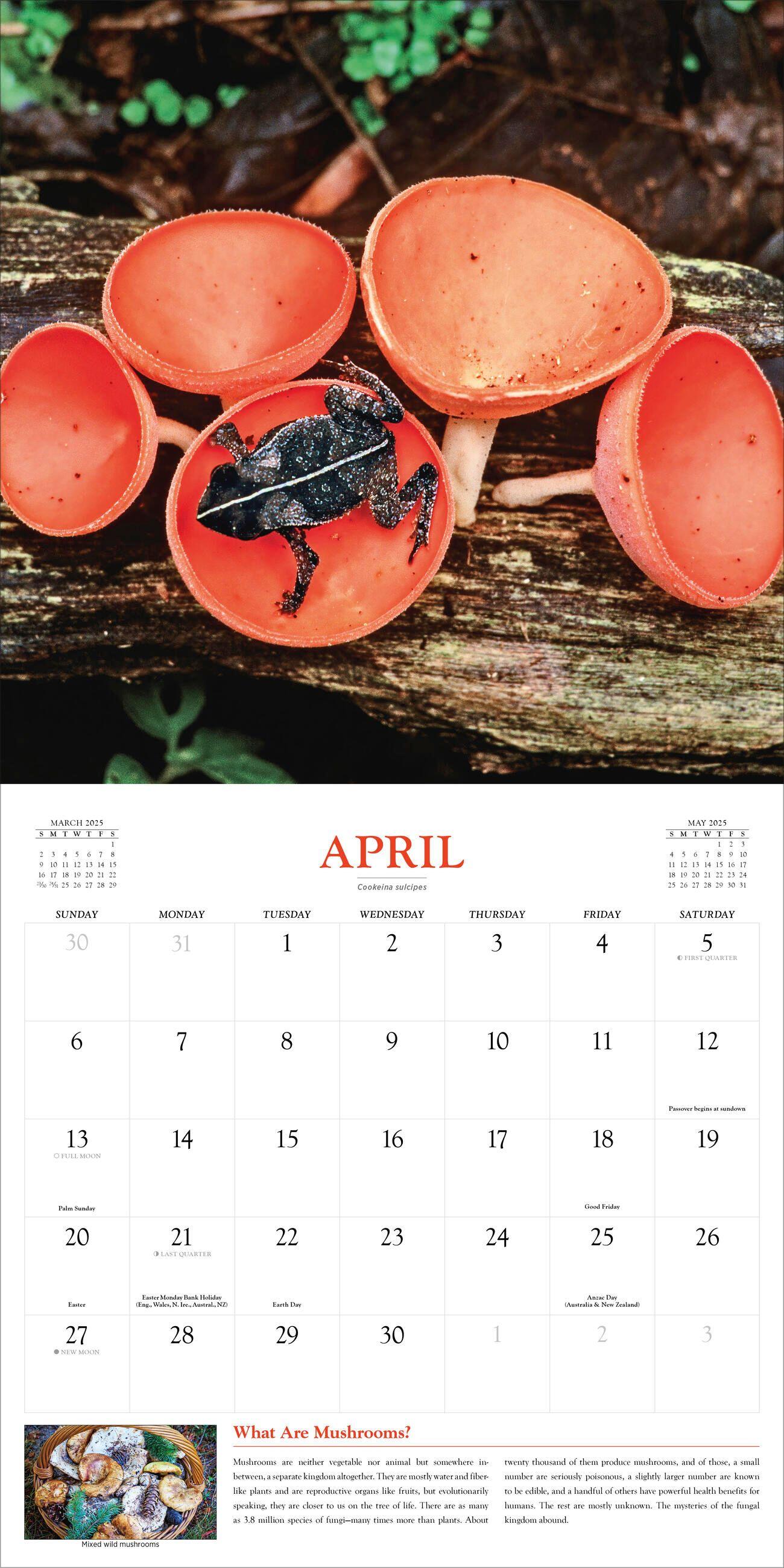 Beispielinhalt (Bild) Fantastic Fungi Wall Calendar 2025