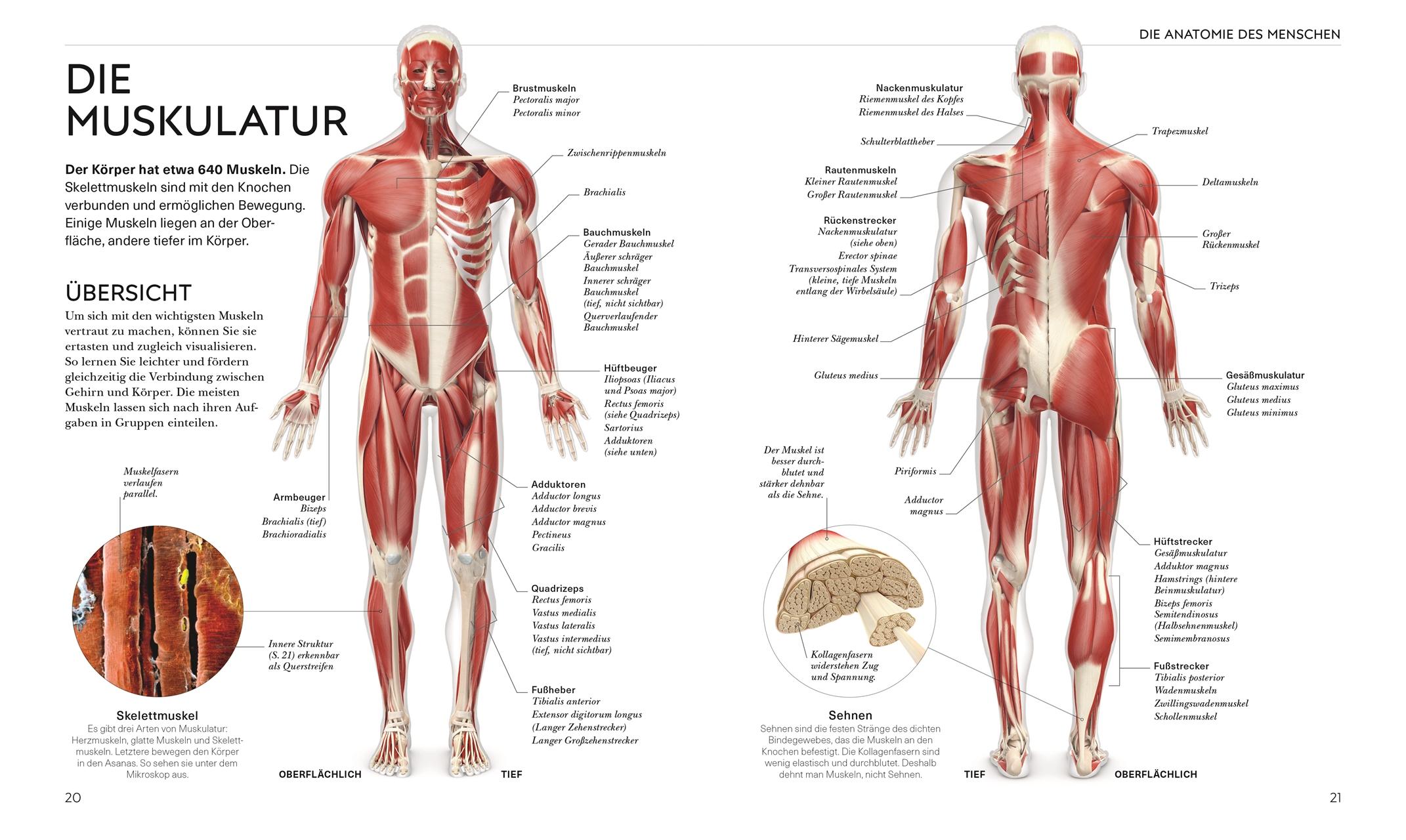 Beispielinhalt (Bild) Yoga verstehen - Die Anatomie der Yoga-Haltungen