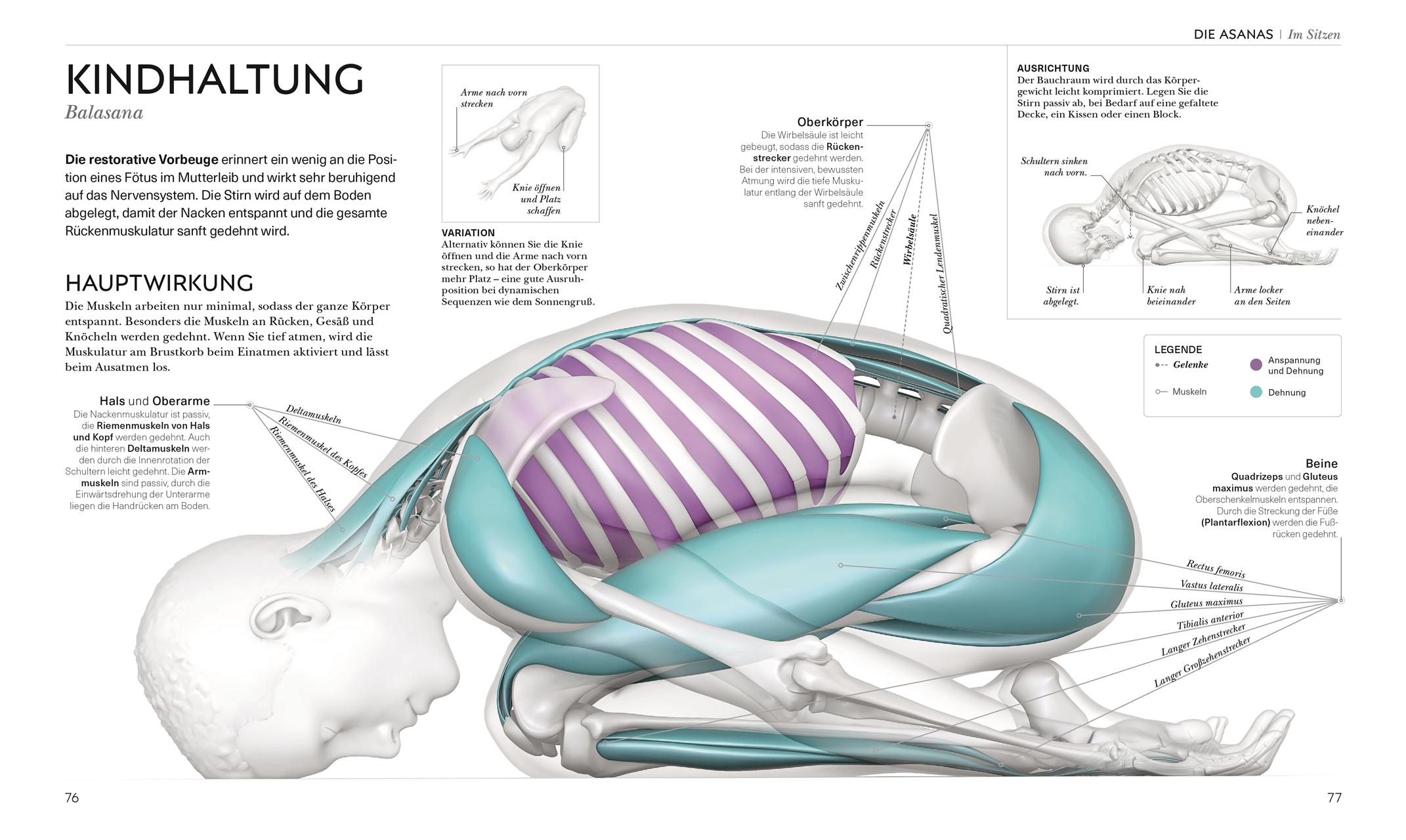 Beispielinhalt (Bild) Yoga verstehen - Die Anatomie der Yoga-Haltungen