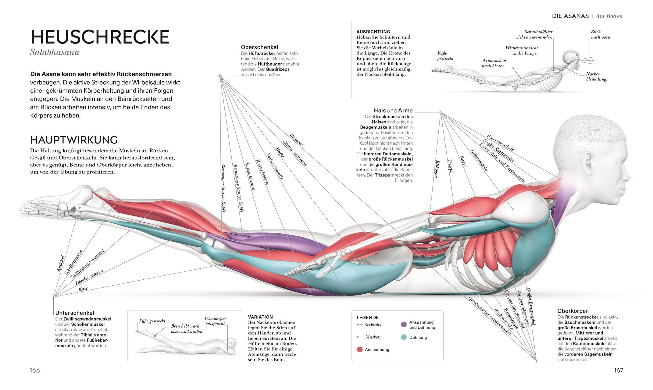Beispielinhalt (Bild) Yoga verstehen - Die Anatomie der Yoga-Haltungen