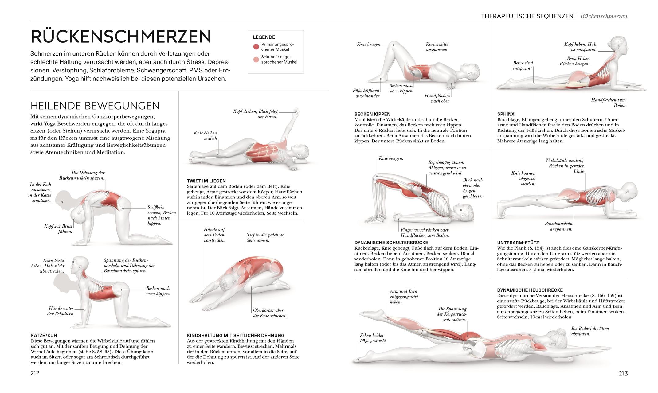 Beispielinhalt (Bild) Yoga verstehen - Die Anatomie der Yoga-Haltungen