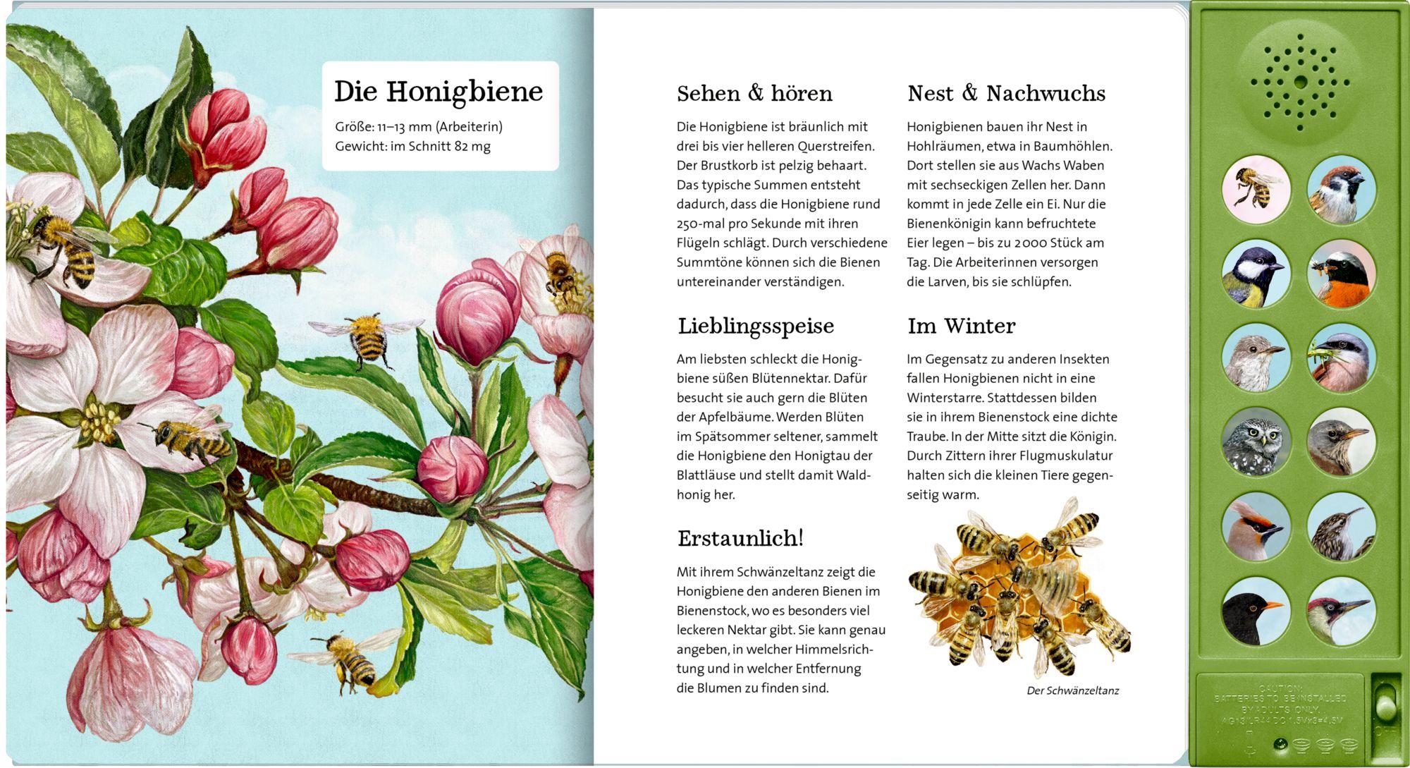 Beispielinhalt (Bild) Was singt und summt im Apfelbaum?