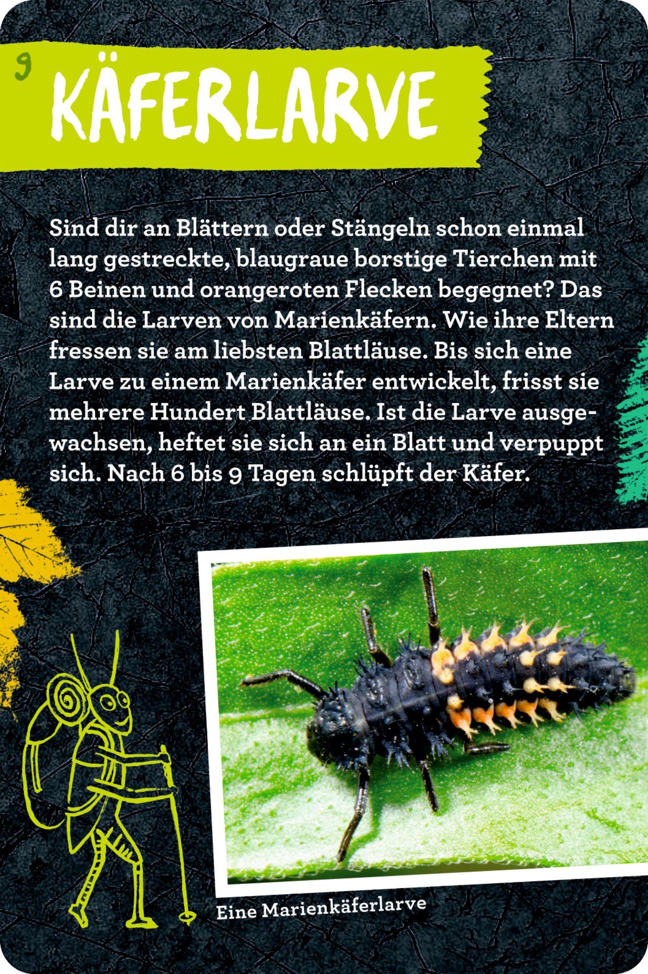 Beispielinhalt (Bild) 50 Insekten, Spinnen & Co.
