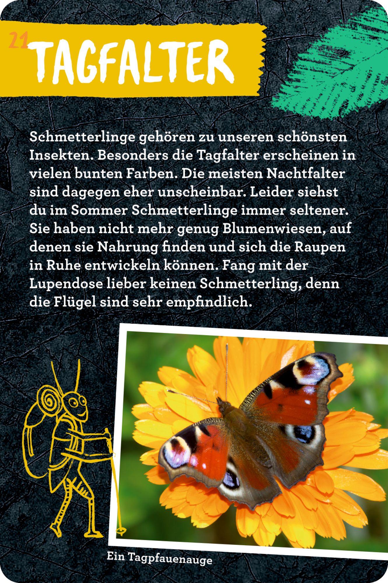 Beispielinhalt (Bild) 50 Insekten, Spinnen & Co.
