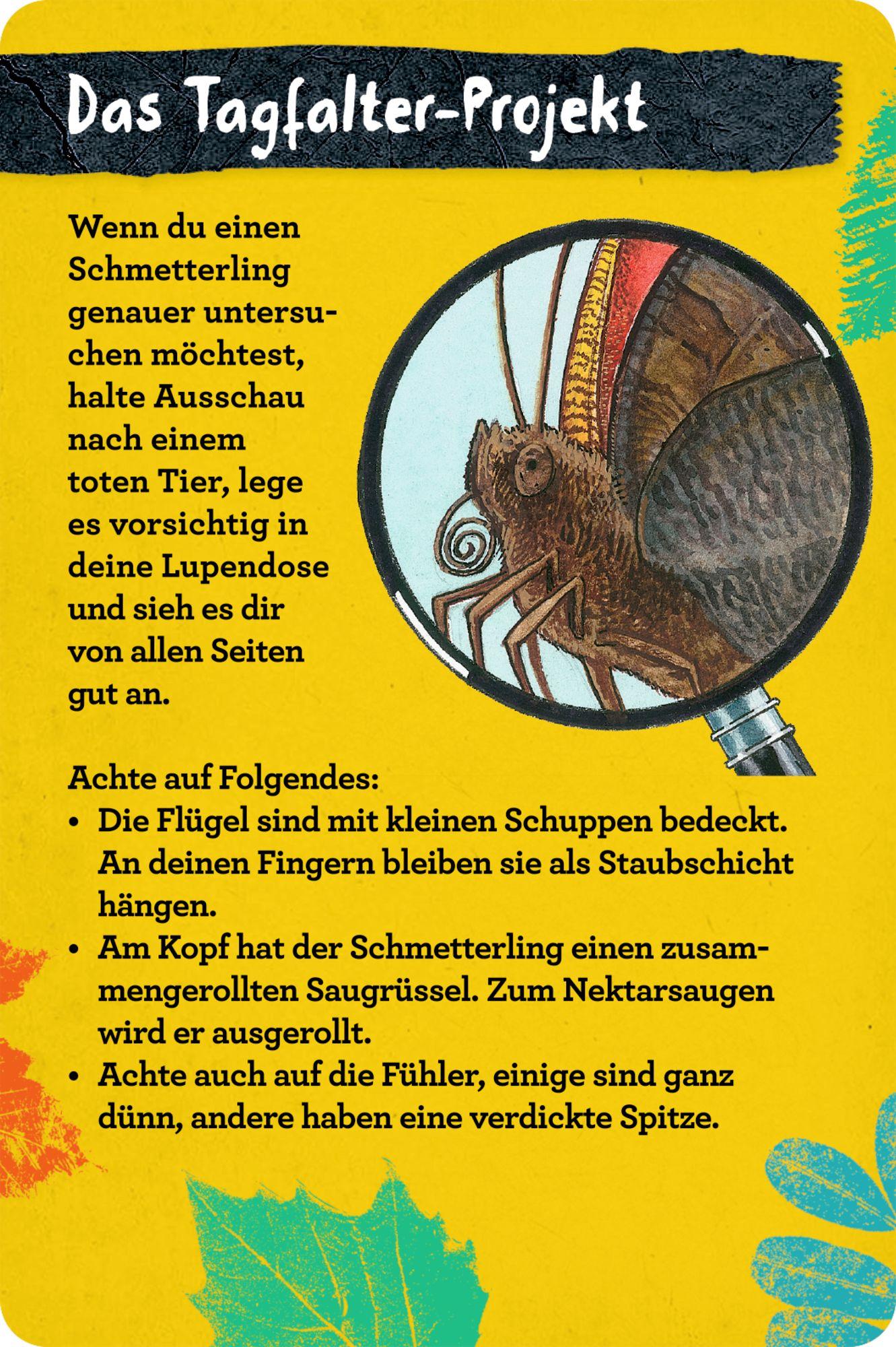 Beispielinhalt (Bild) 50 Insekten, Spinnen & Co.