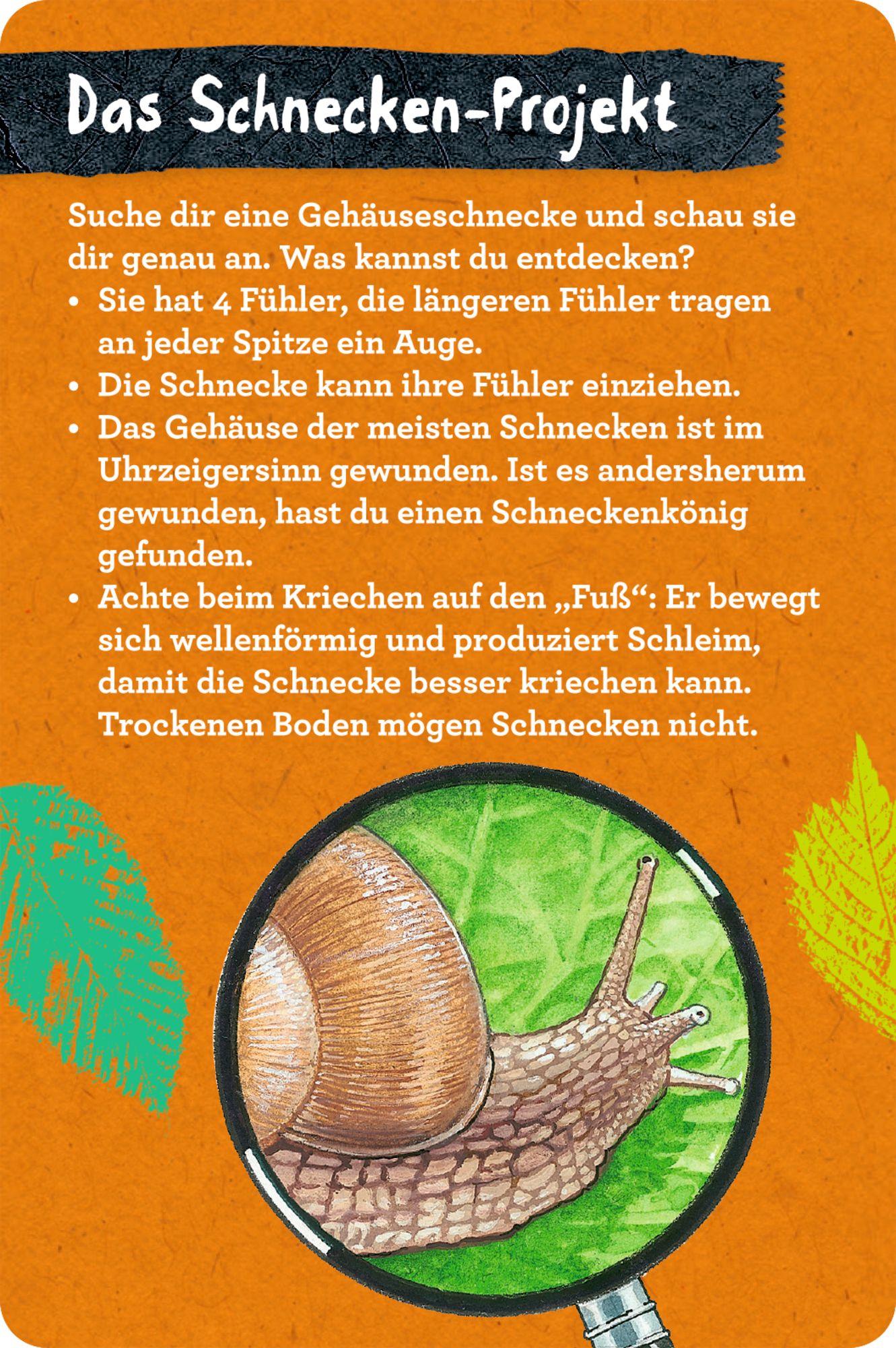 Beispielinhalt (Bild) 50 Insekten, Spinnen & Co.