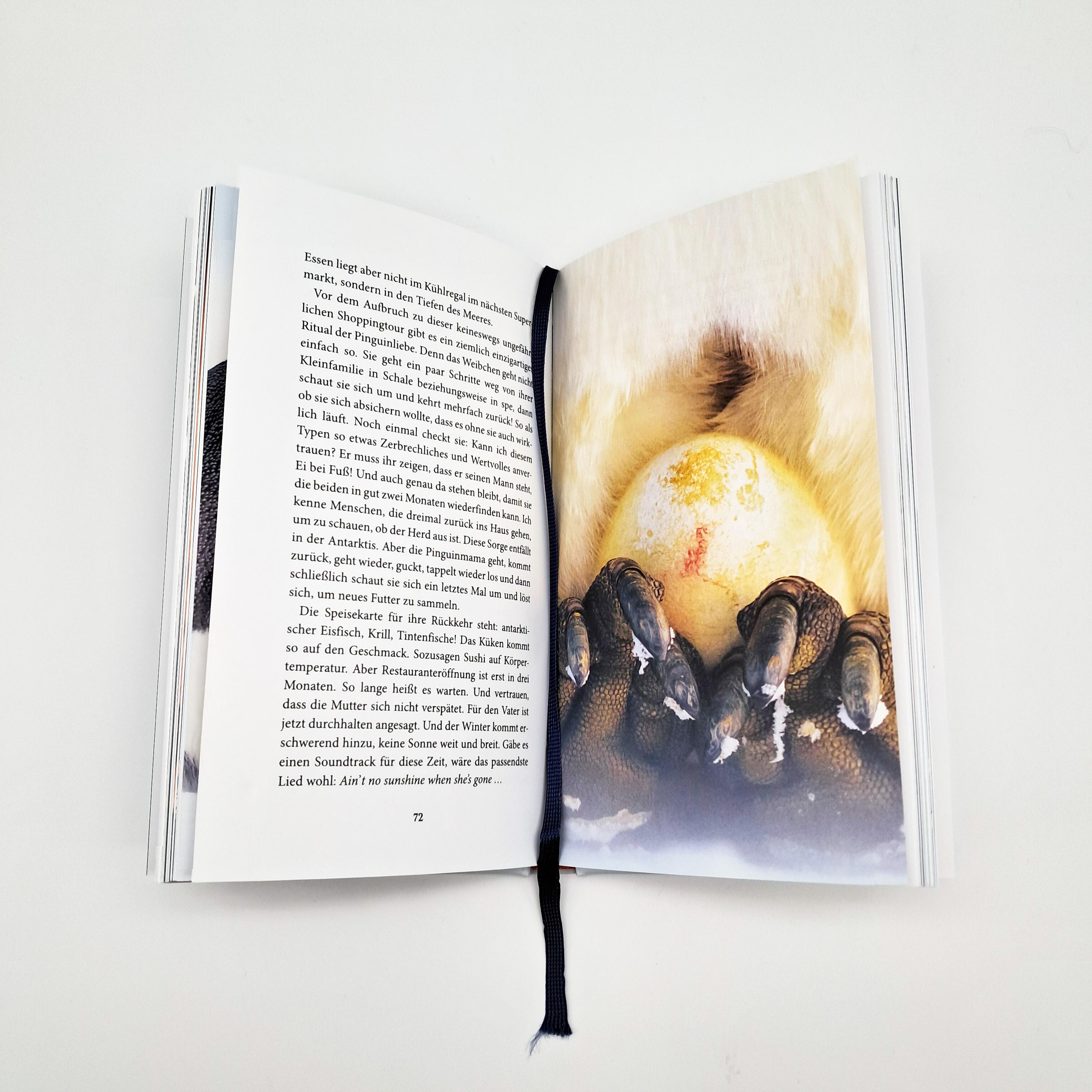 Beispielinhalt (Bild) Der Pinguin, der fliegen lernte