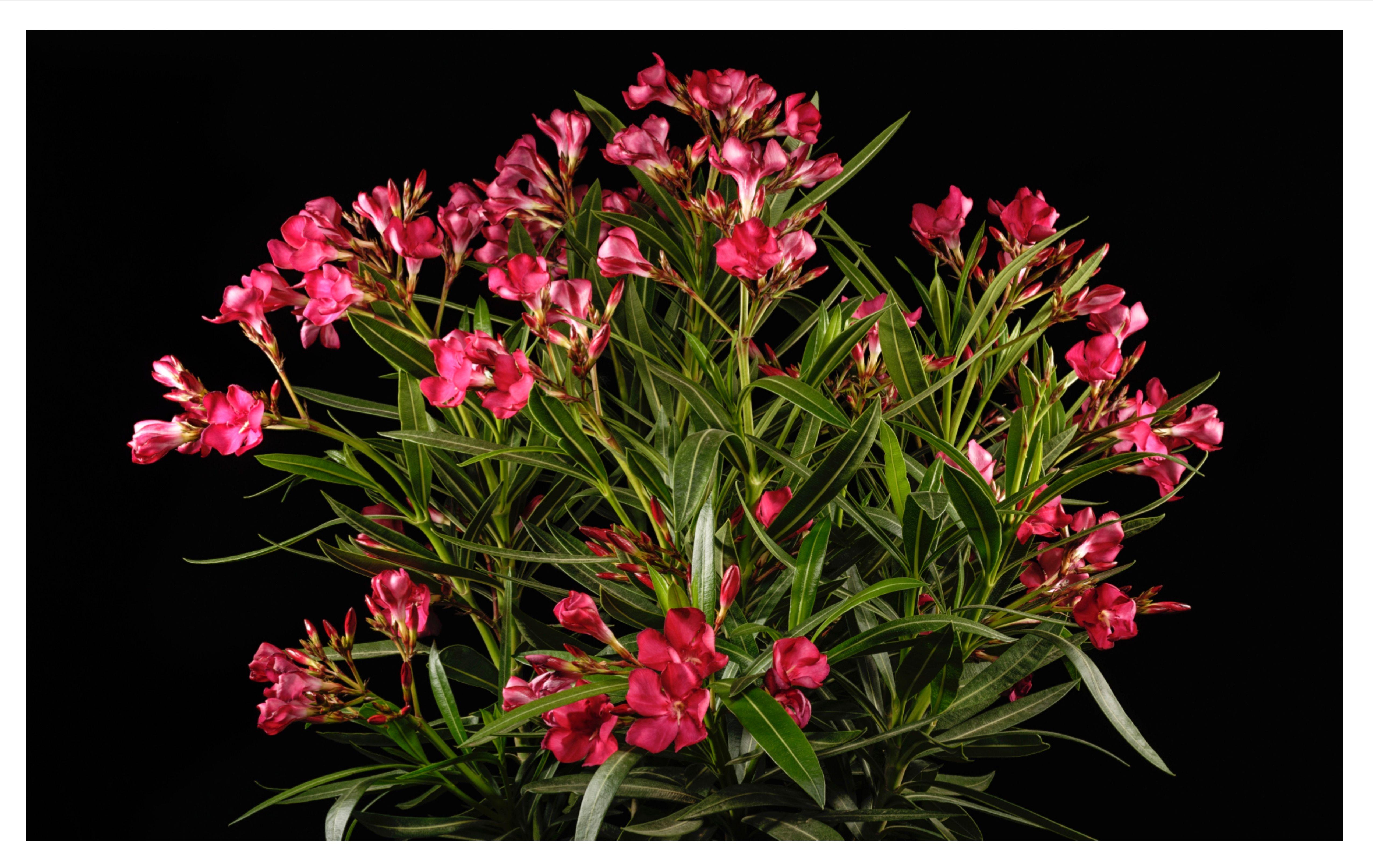 Beispielinhalt (Bild) Fiese Gewächse und solche mit krimineller Vergangenheit