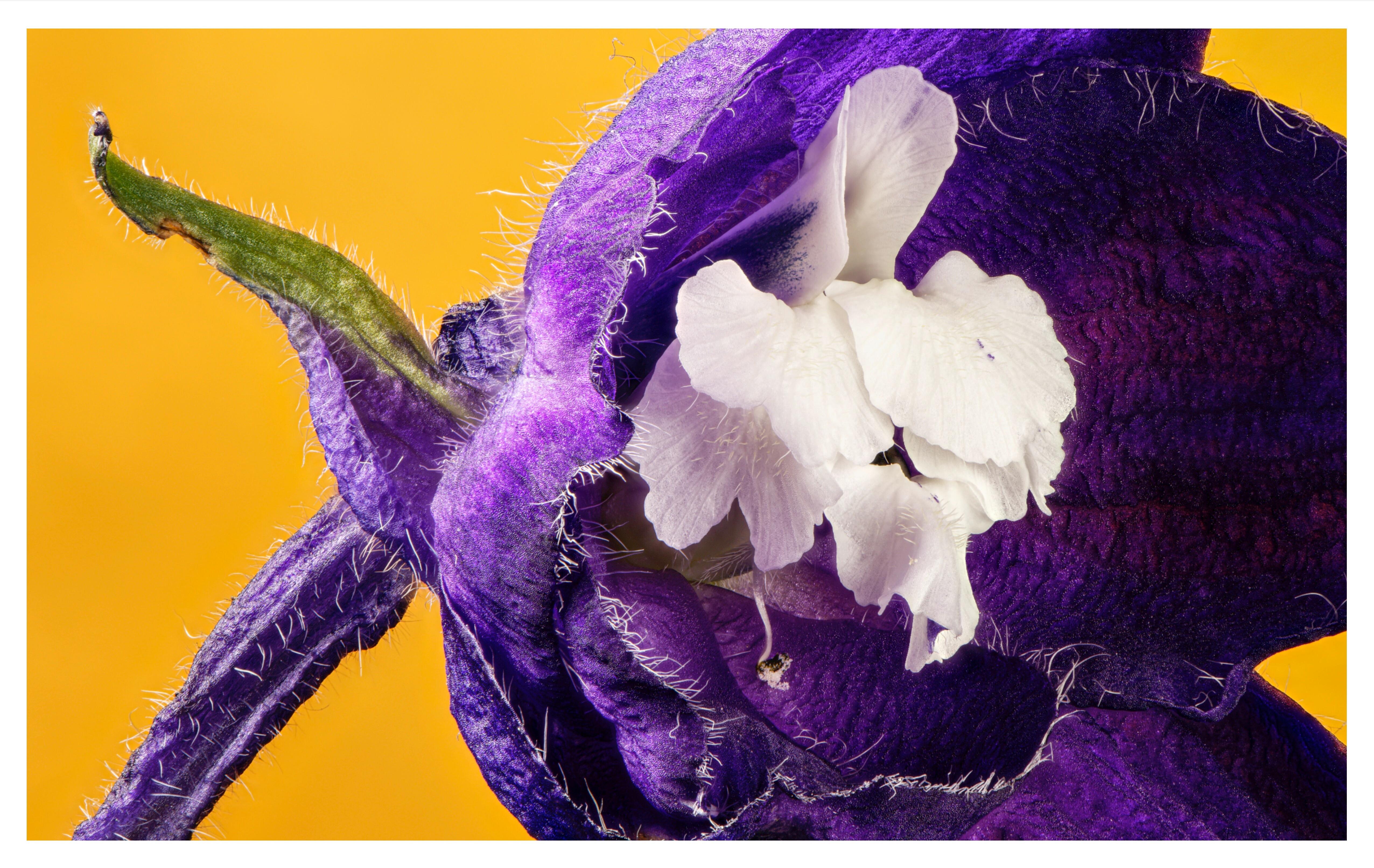 Beispielinhalt (Bild) Fiese Gewächse und solche mit krimineller Vergangenheit