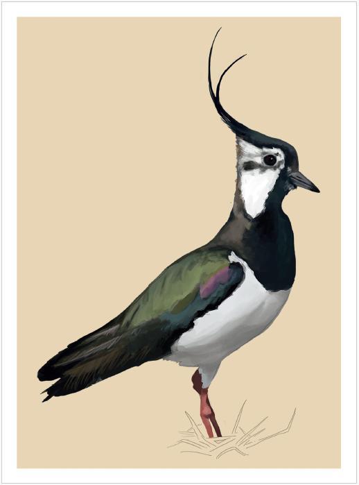 Beispielinhalt (Bild) Famose Vögel - Postkartenbuch