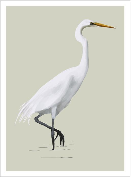 Beispielinhalt (Bild) Famose Vögel - Postkartenbuch