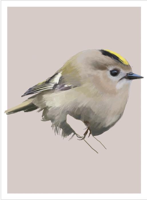 Beispielinhalt (Bild) Famose Vögel - Postkartenbuch