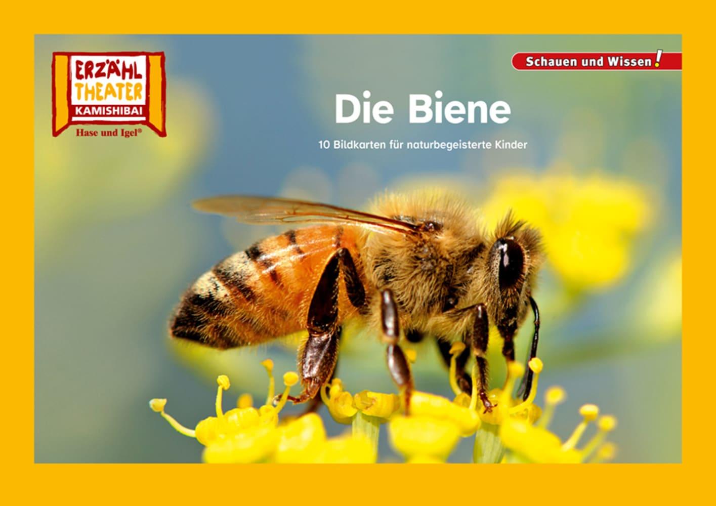 Vorderes Coverbild Die Biene / Kamishibai Bildkarten