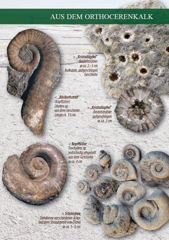 Beispielinhalt (Bild) Fossilien am Ostseestrand