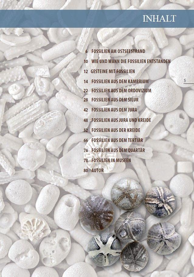Beispielinhalt (Bild) Fossilien am Ostseestrand