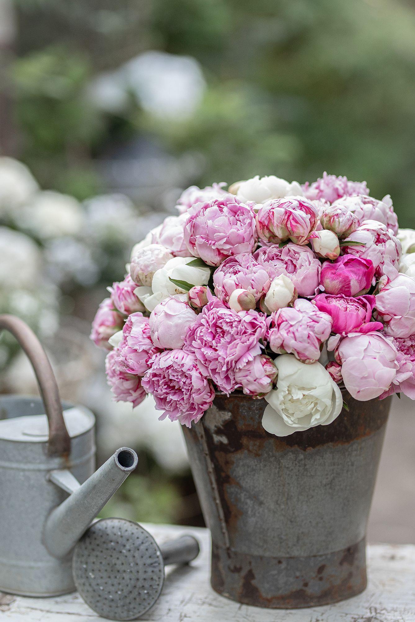 Beispielinhalt (Bild) Französisches Landhaus-Flair
