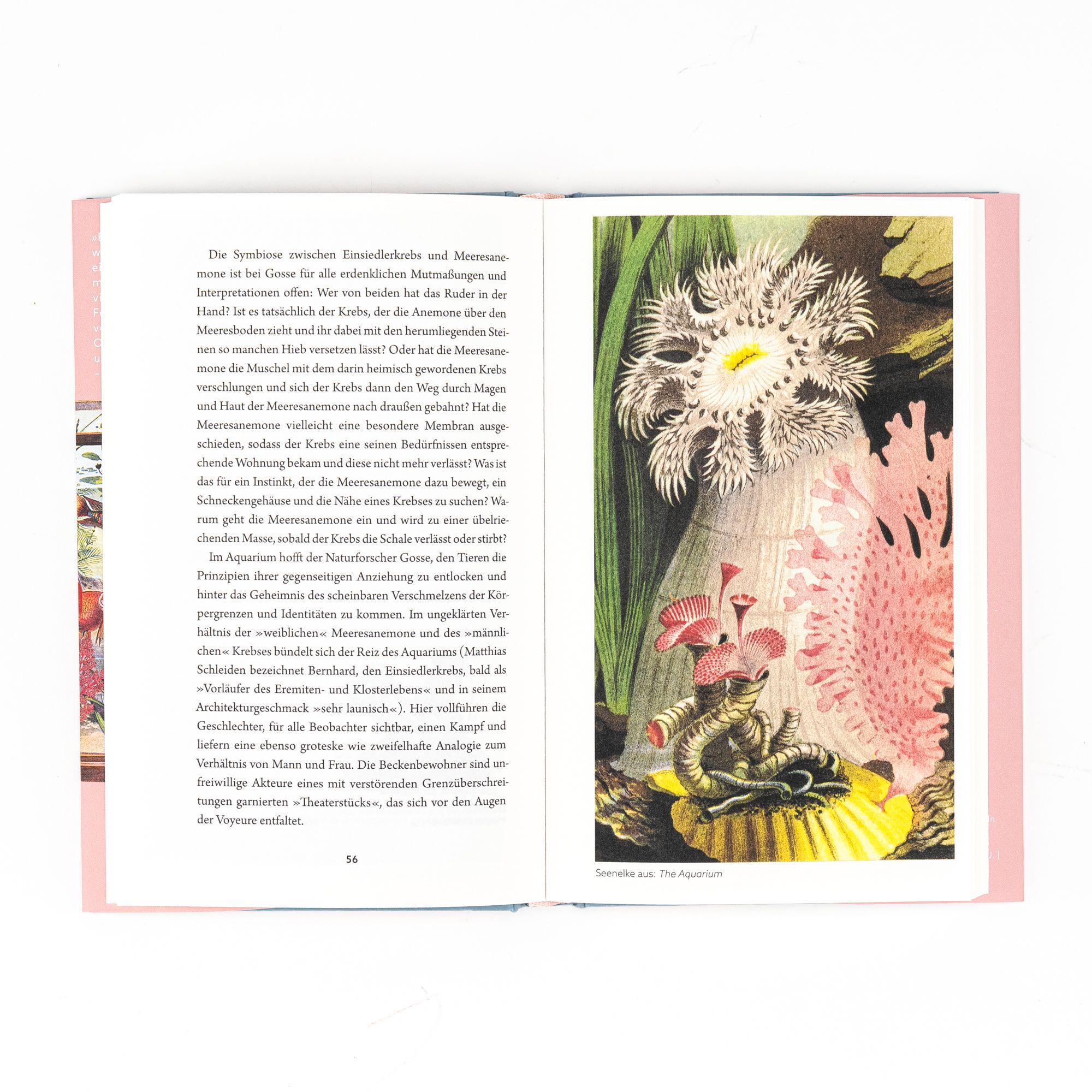 Beispielinhalt (Bild) Wie das Meer nach Hause kam. Die Erfindung des Aquariums