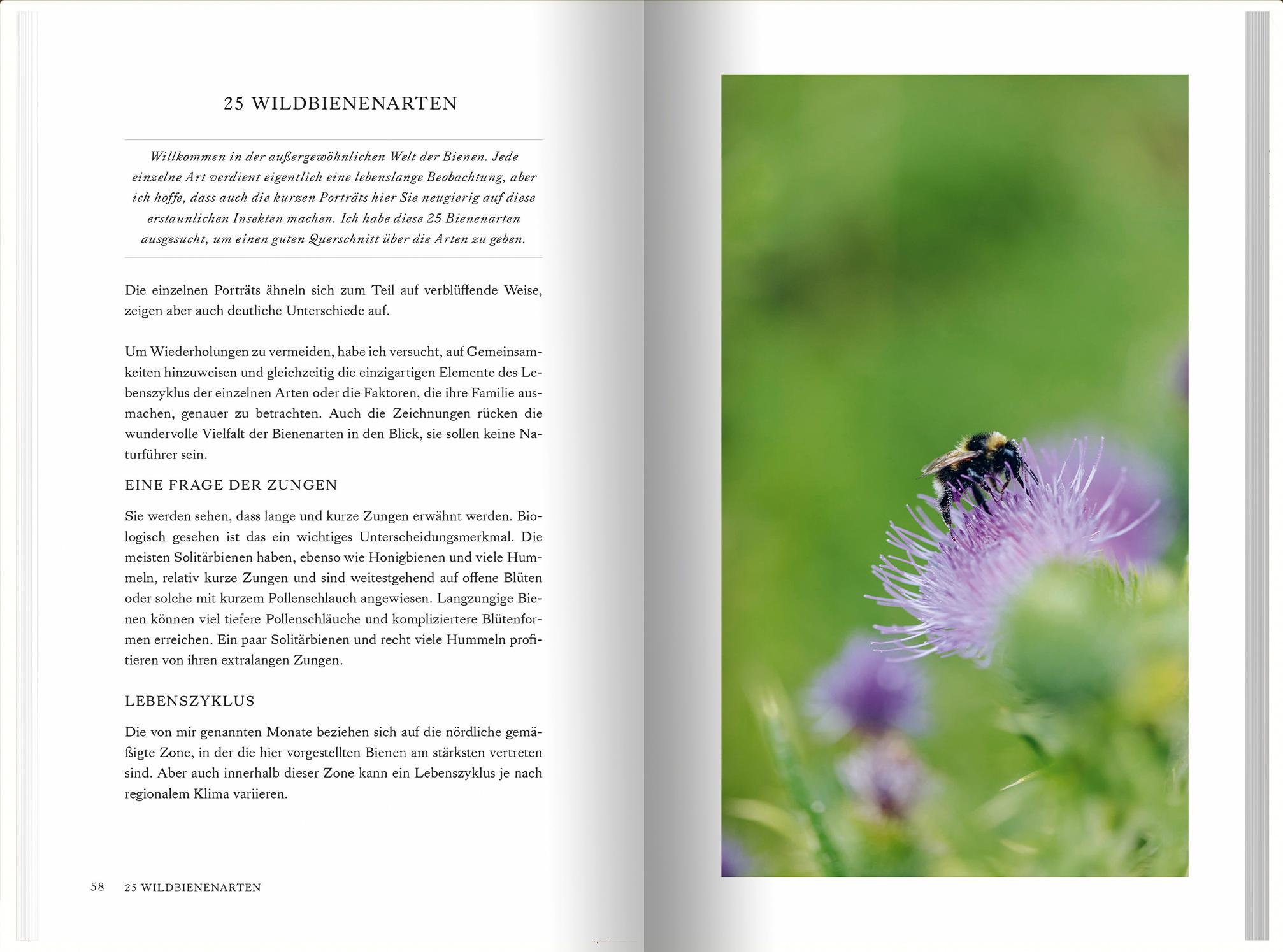 Beispielinhalt (Bild) Unsere Wildbienen