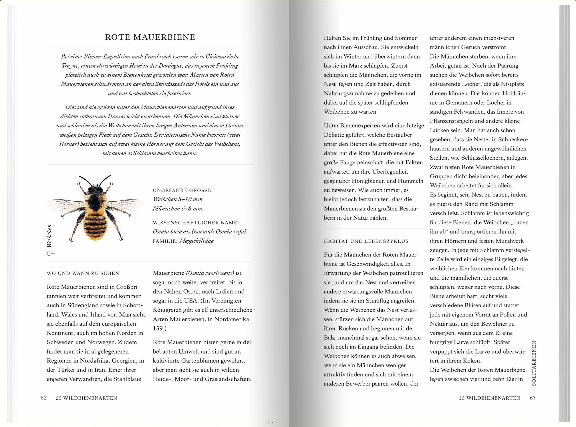 Beispielinhalt (Bild) Unsere Wildbienen