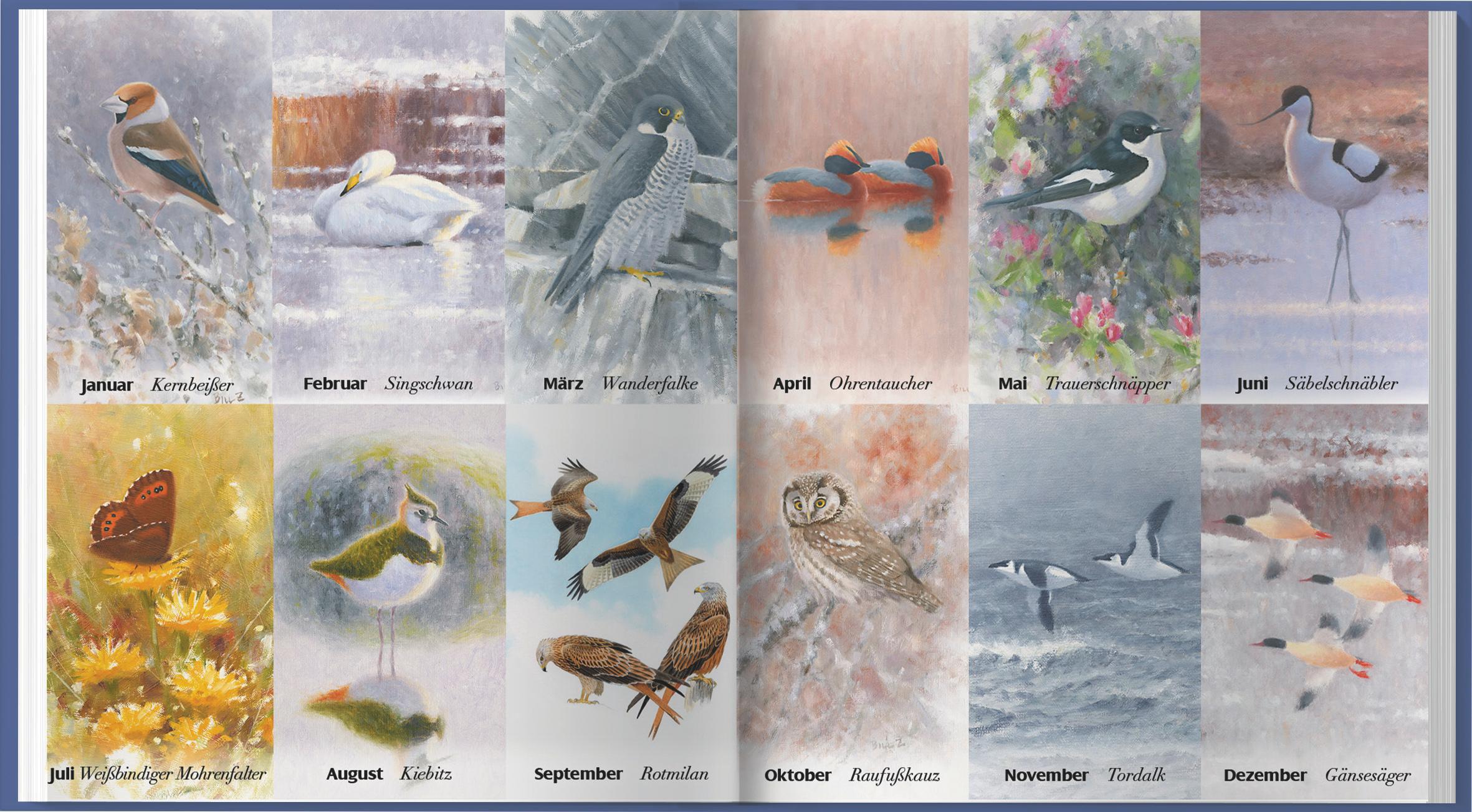 Beispielinhalt (Bild) Der illustrierte Vogelkalender 2026