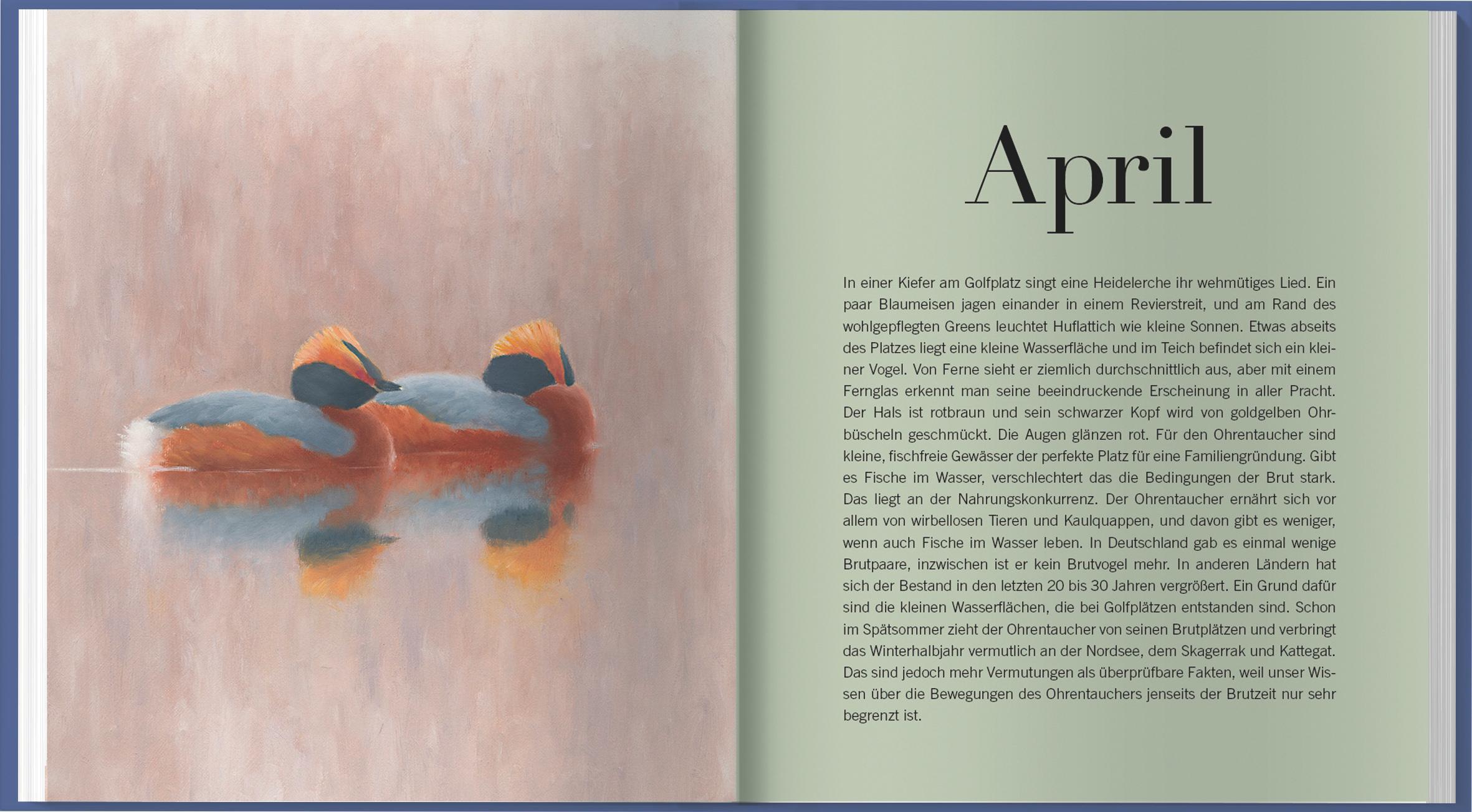 Beispielinhalt (Bild) Der illustrierte Vogelkalender 2026