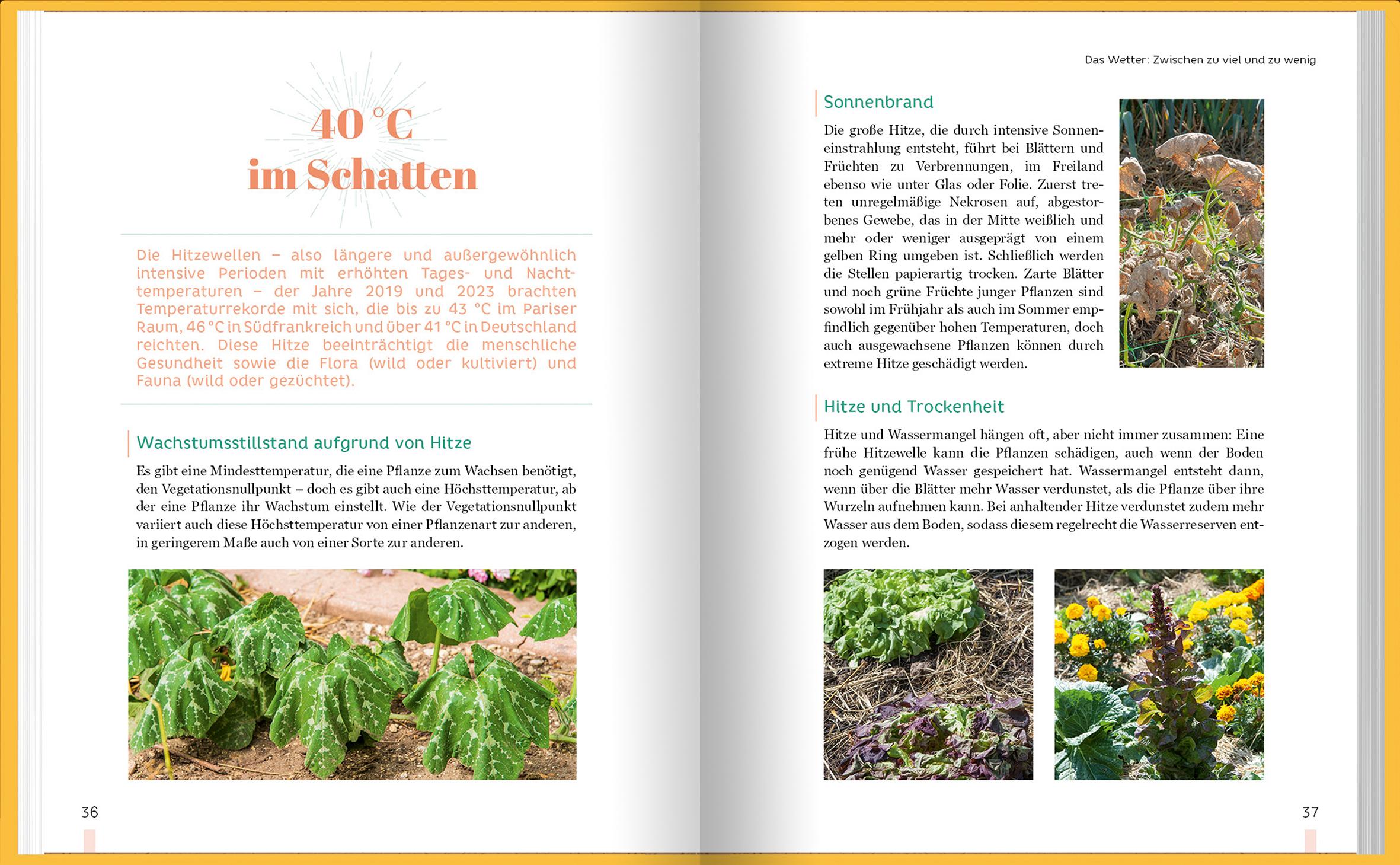 Beispielinhalt (Bild) Erntewunder trotz Wetterchaos