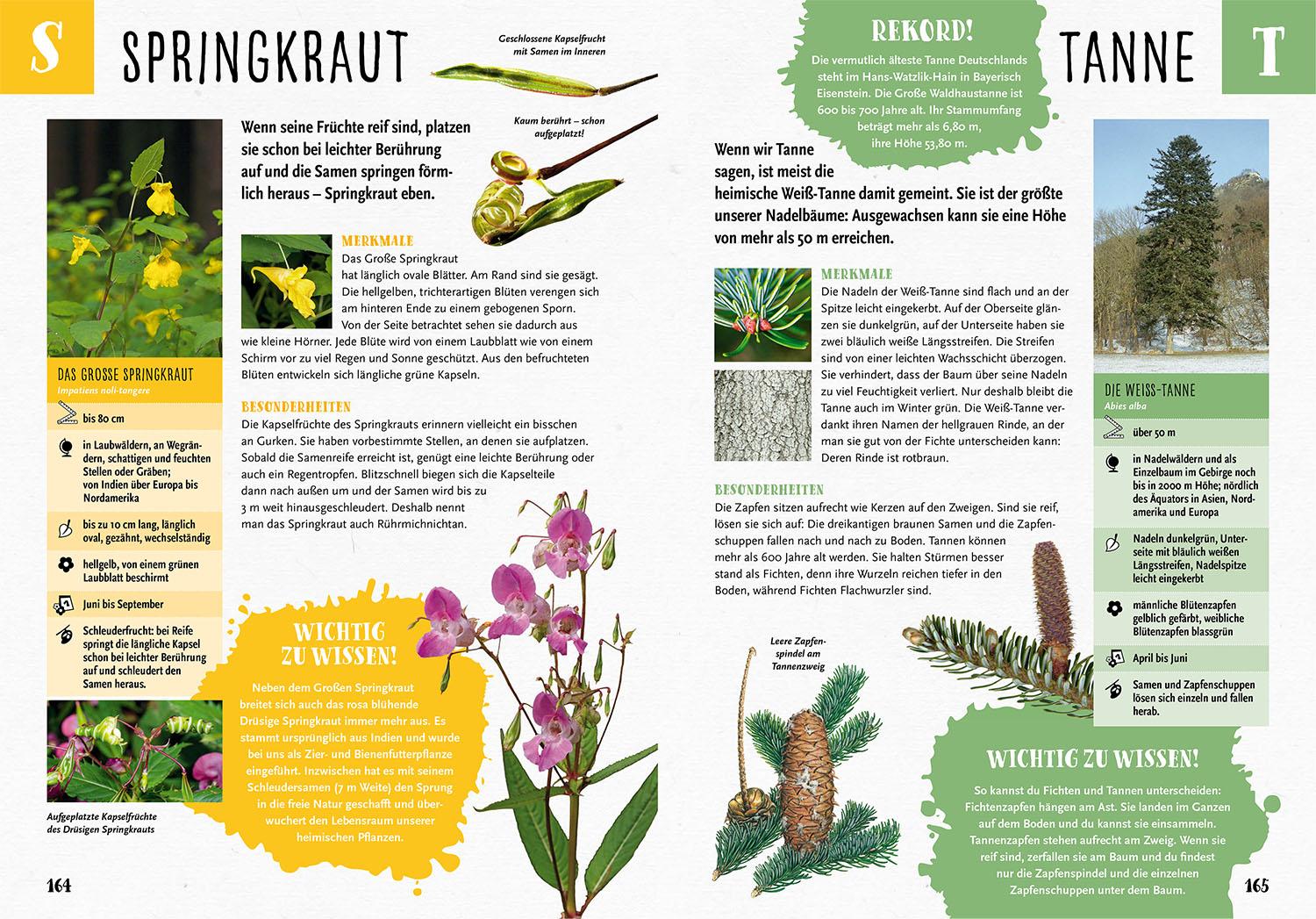 Beispielinhalt (Bild) Mein Kosmos Grundschullexikon Tiere & Pflanzen
