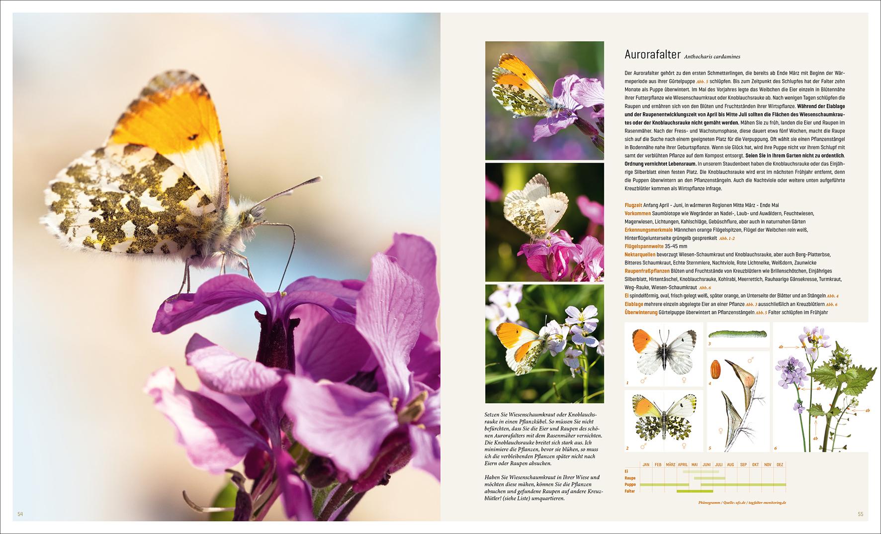 Beispielinhalt (Bild) Mein Artenretter Garten