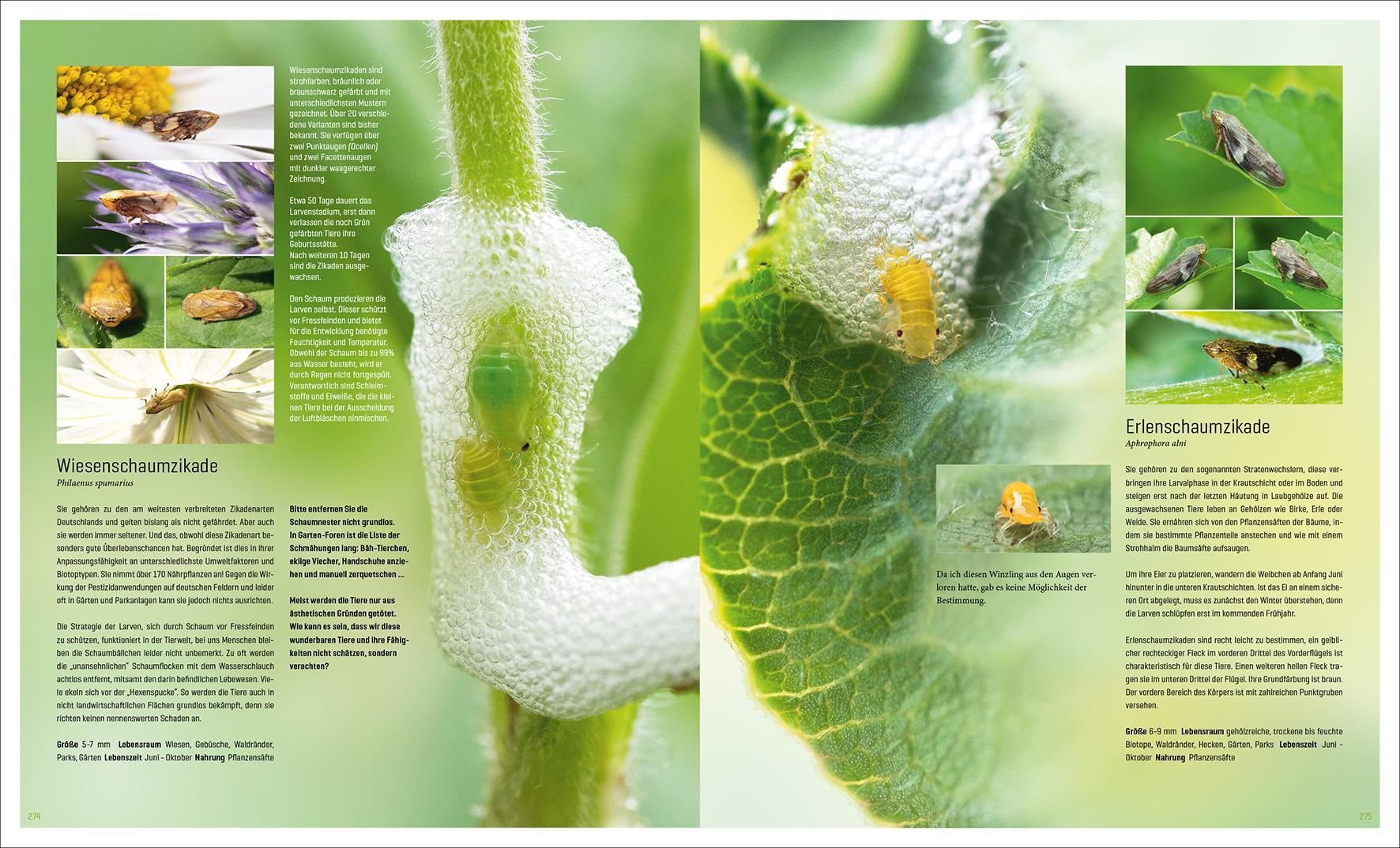 Beispielinhalt (Bild) Mein Artenretter Garten