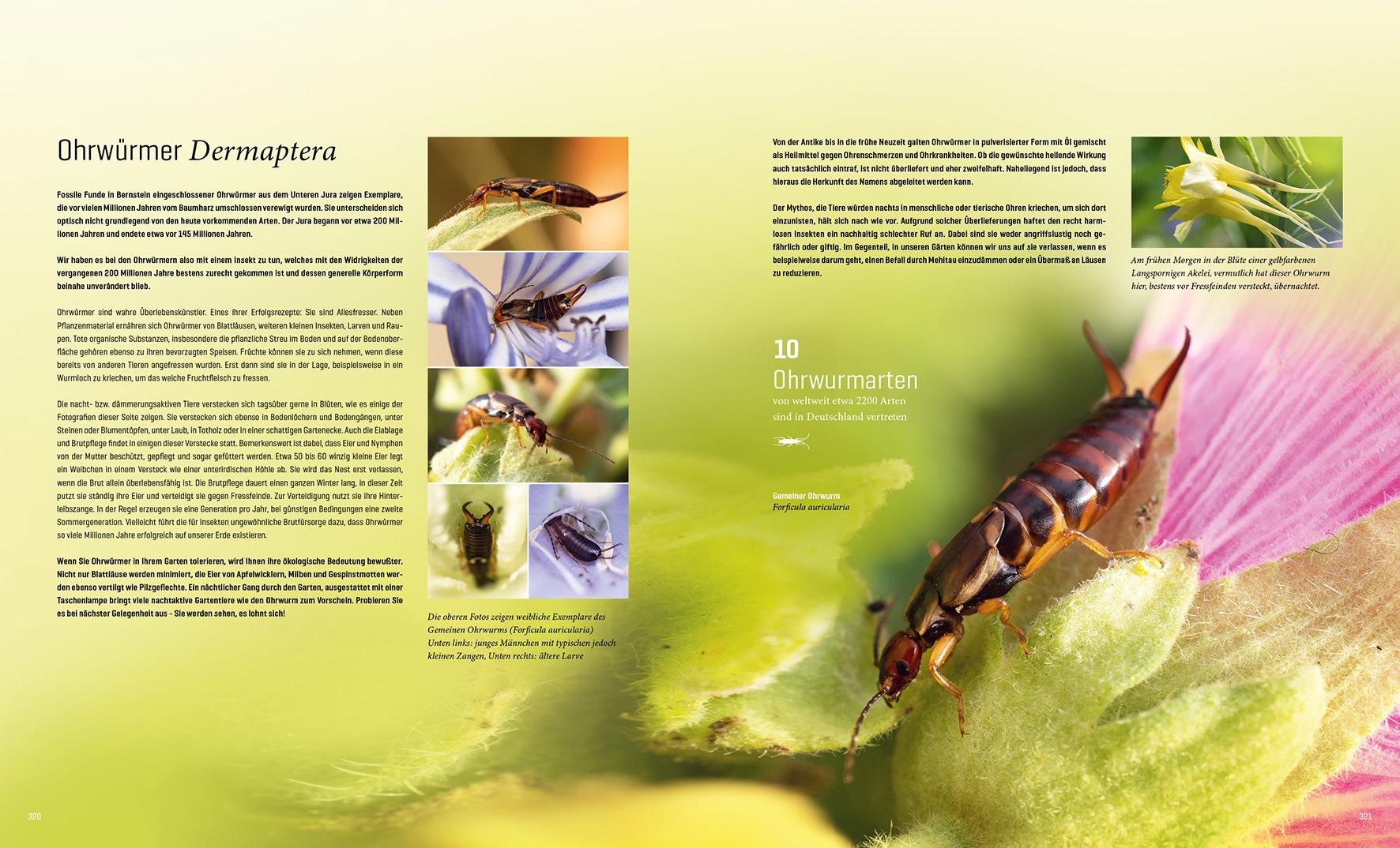 Beispielinhalt (Bild) Mein Artenretter Garten