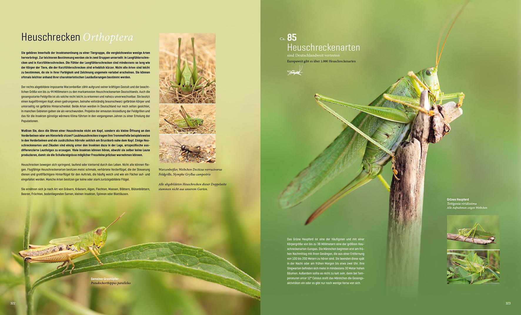 Beispielinhalt (Bild) Mein Artenretter Garten