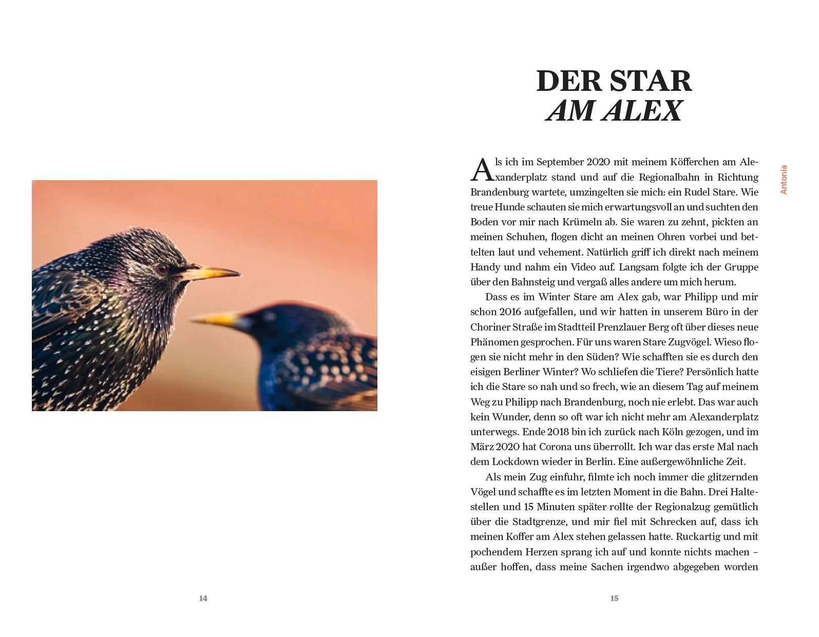 Beispielinhalt (Bild) Unter Staren