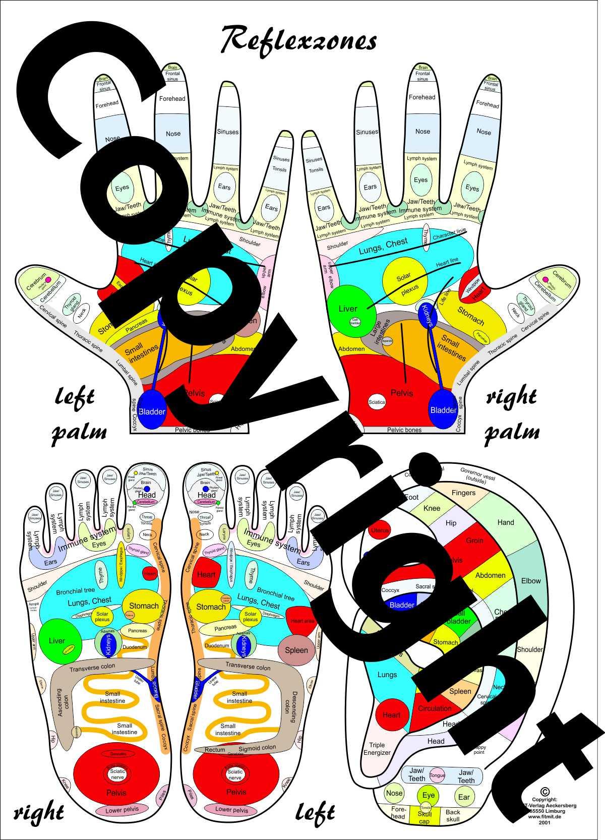 Vorderes Coverbild Reflexology Chart