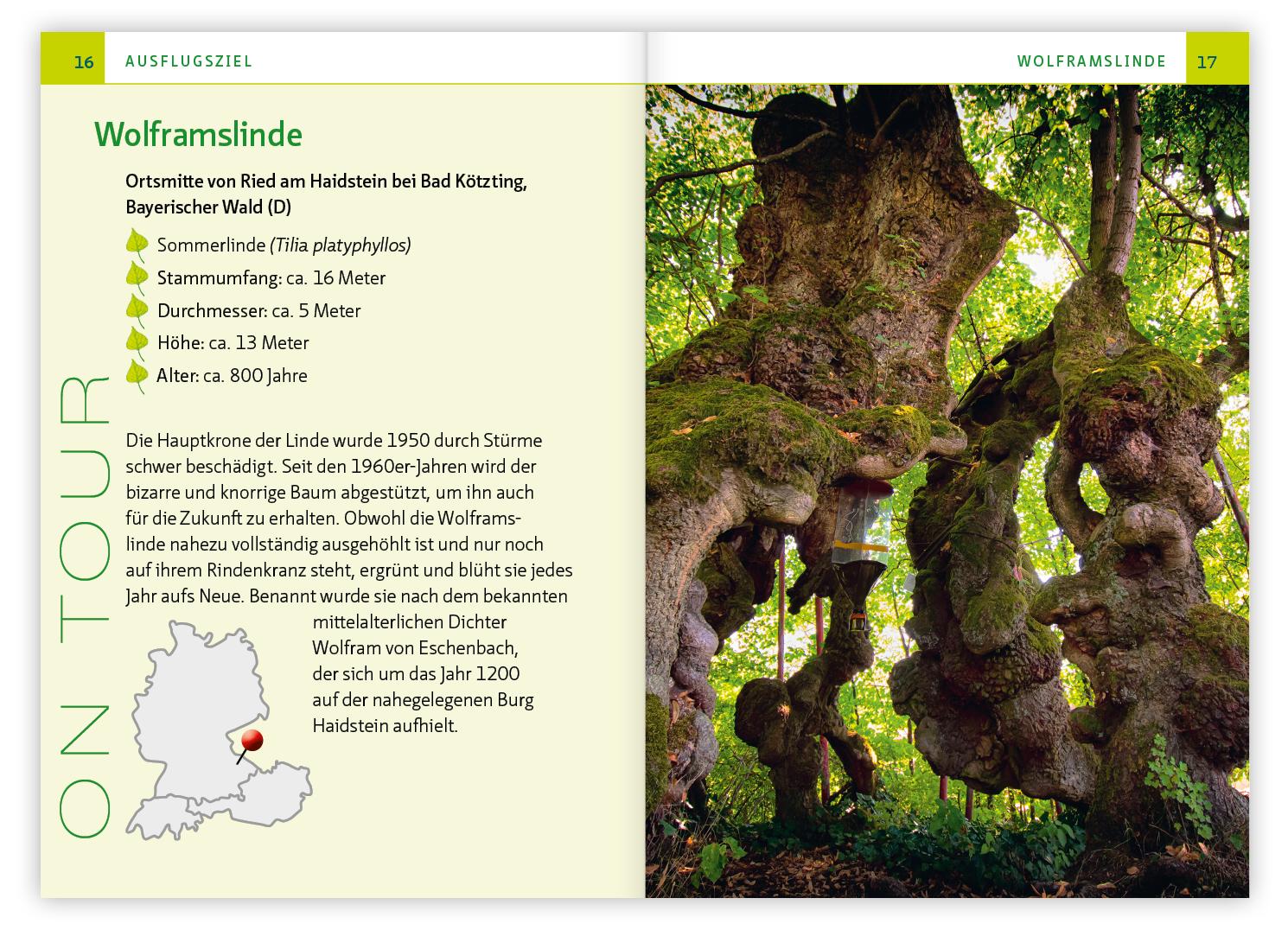 Beispielinhalt (Bild) Die Linde - Baum der Heilung und Harmonie