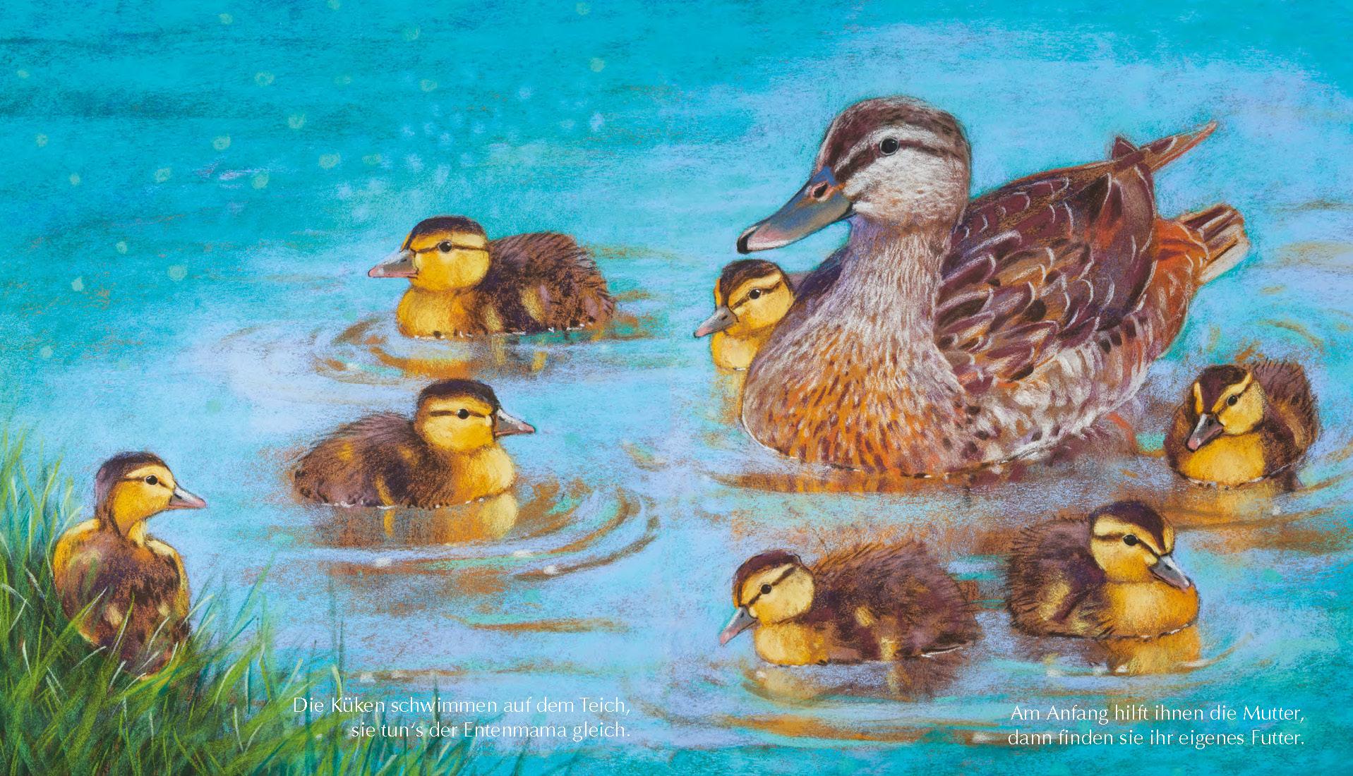 Beispielinhalt (Bild) Tiermütter und Tierkinder