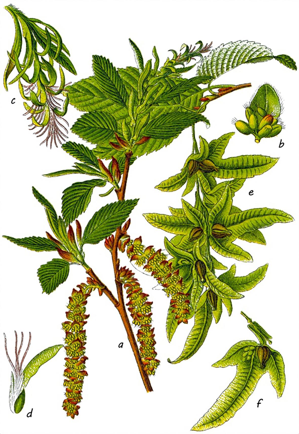 Beispielinhalt (Bild) Die Flora von Deutschland von Jacob Sturm (Jubiläumsausgabe)