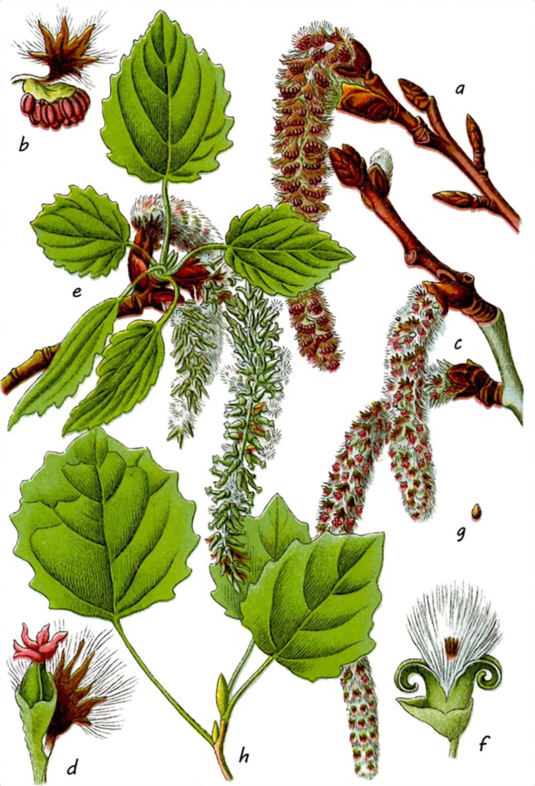 Beispielinhalt (Bild) Die Flora von Deutschland von Jacob Sturm (Jubiläumsausgabe)