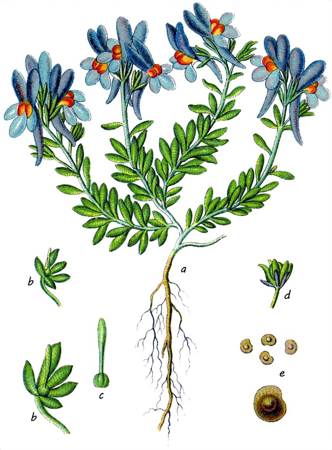 Beispielinhalt (Bild) Die Flora von Deutschland von Jacob Sturm (Jubiläumsausgabe)