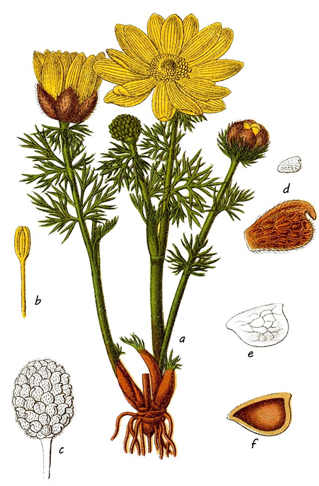 Beispielinhalt (Bild) Die Flora von Deutschland von Jacob Sturm (Jubiläumsausgabe)