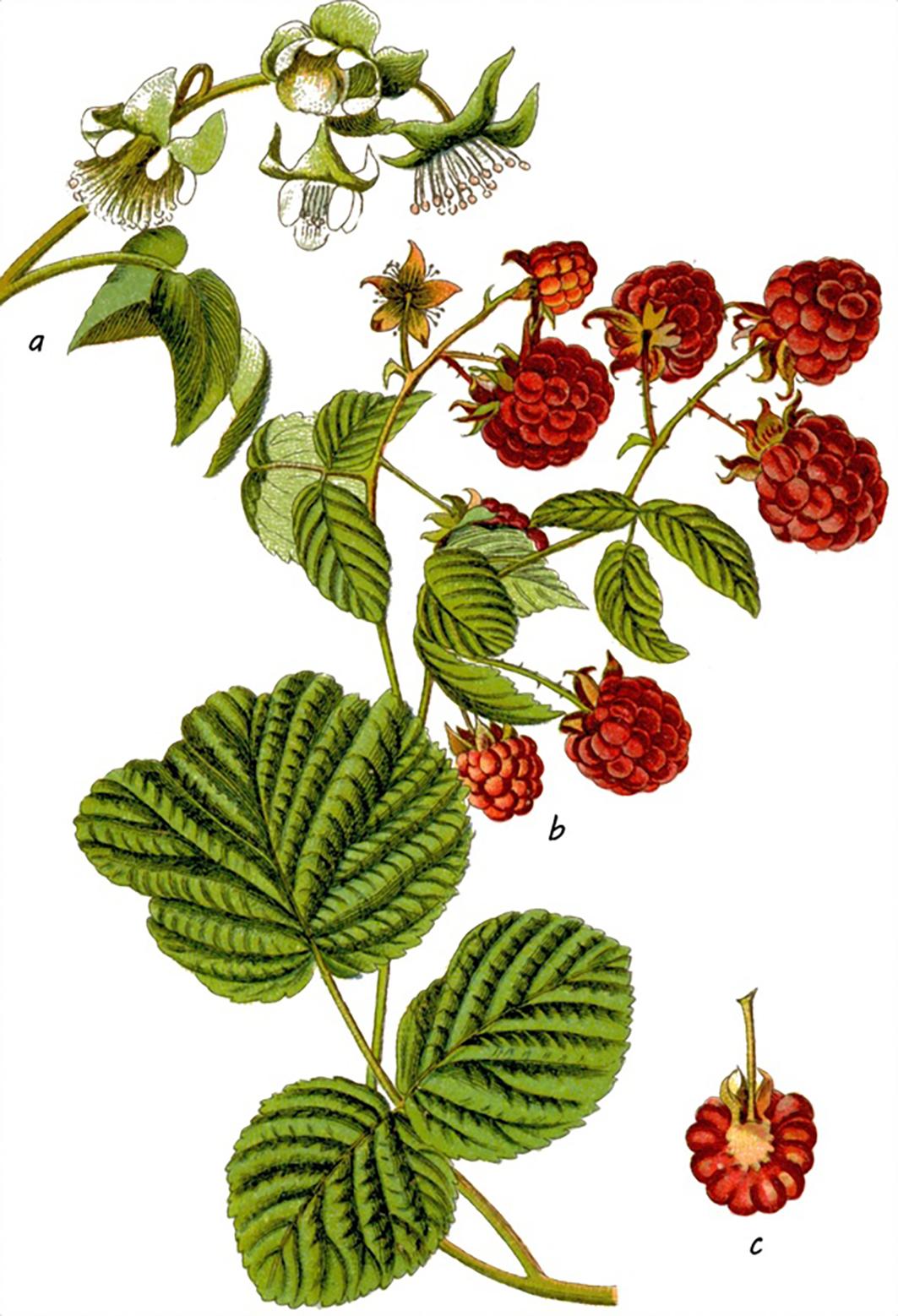 Beispielinhalt (Bild) Die Flora von Deutschland von Jacob Sturm (Jubiläumsausgabe)