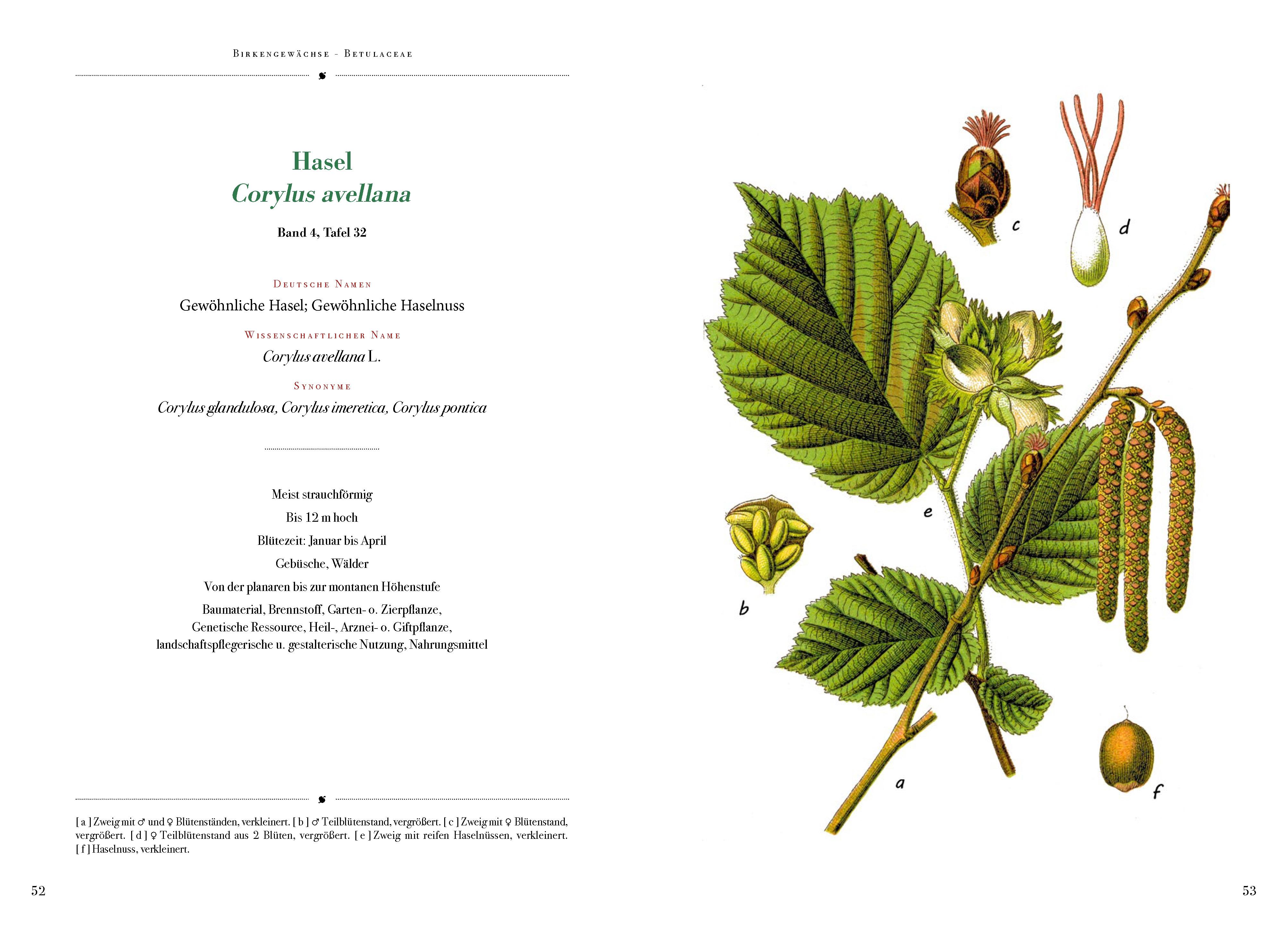 Beispielinhalt (Bild) Die Flora von Deutschland von Jacob Sturm (Jubiläumsausgabe)