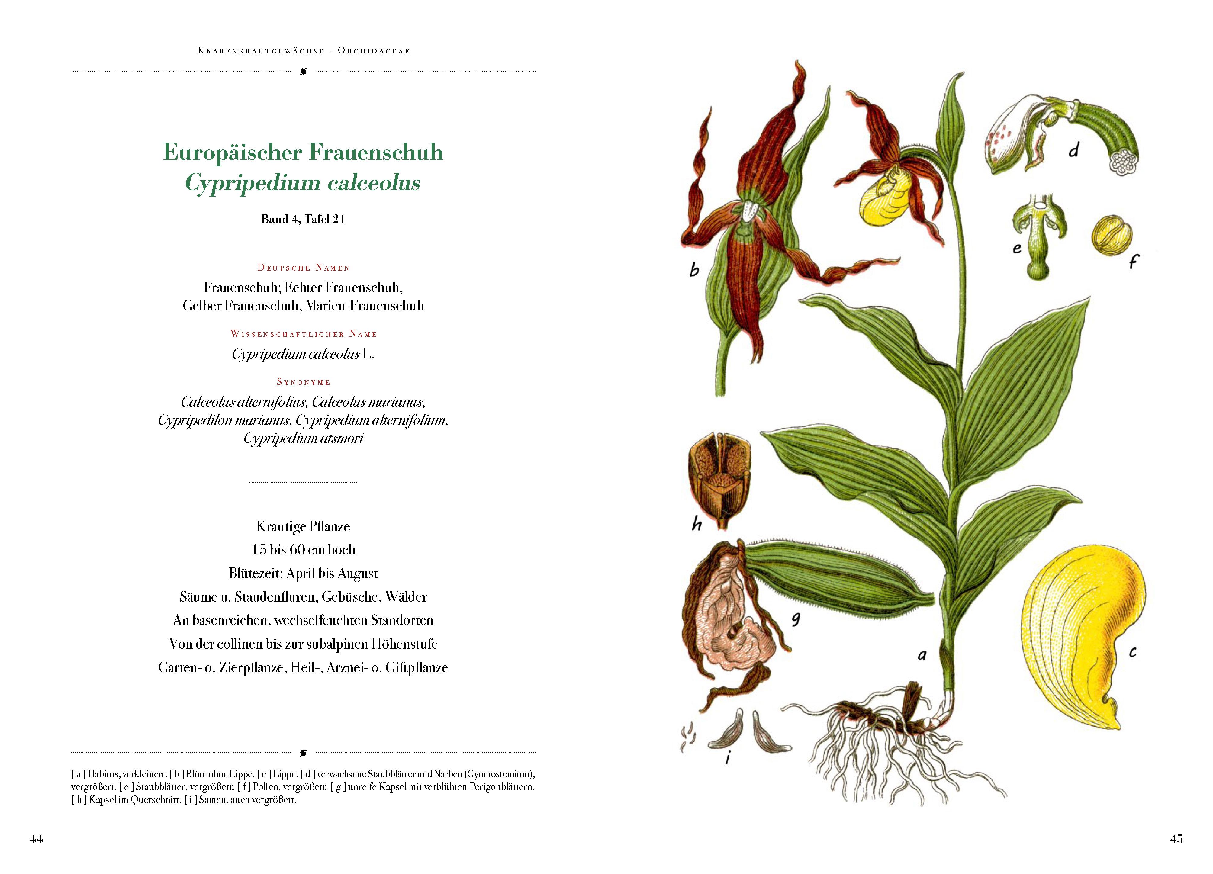 Beispielinhalt (Bild) Die Flora von Deutschland von Jacob Sturm (Jubiläumsausgabe)