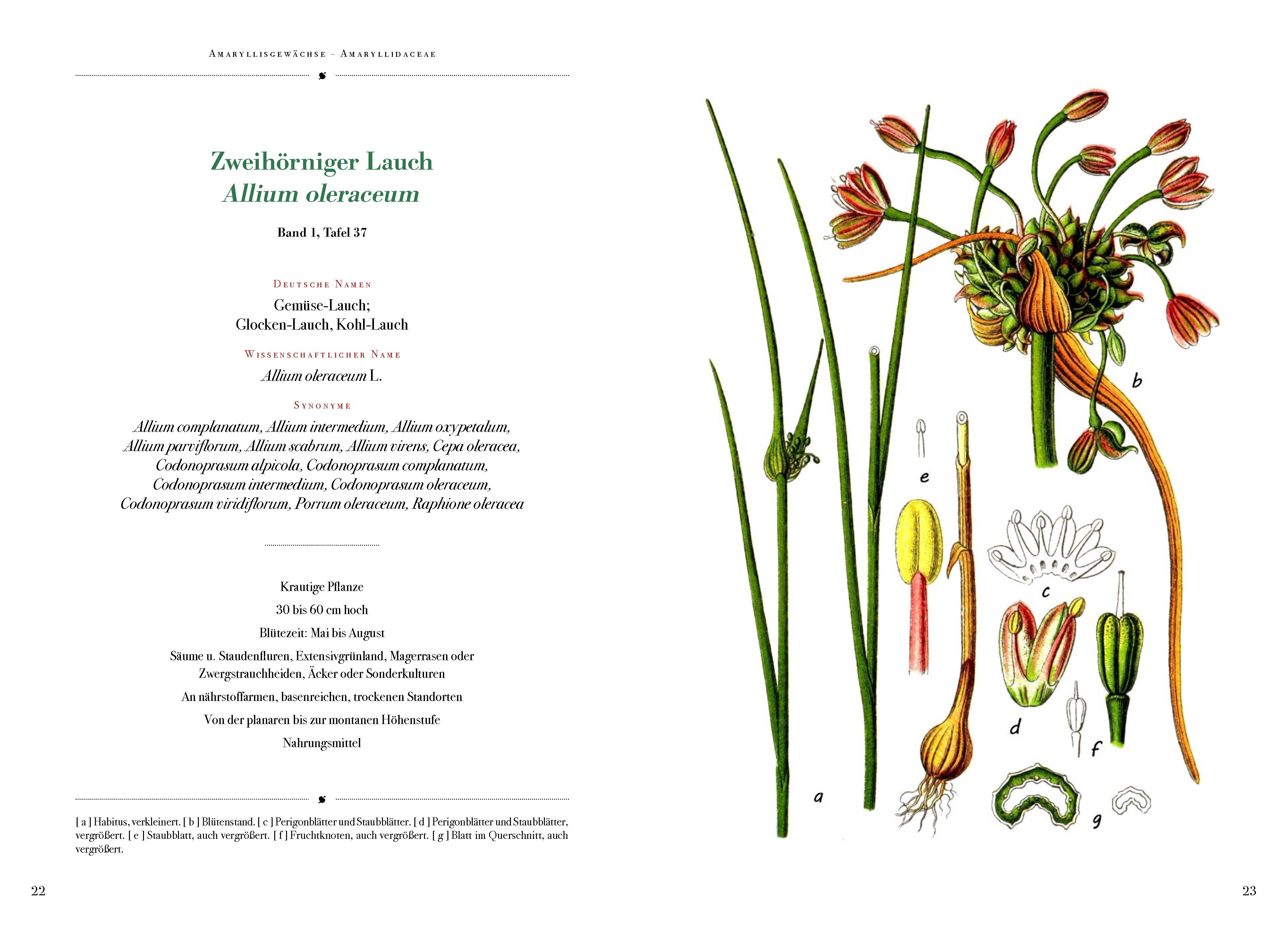 Beispielinhalt (Bild) Die Flora von Deutschland von Jacob Sturm (Jubiläumsausgabe)